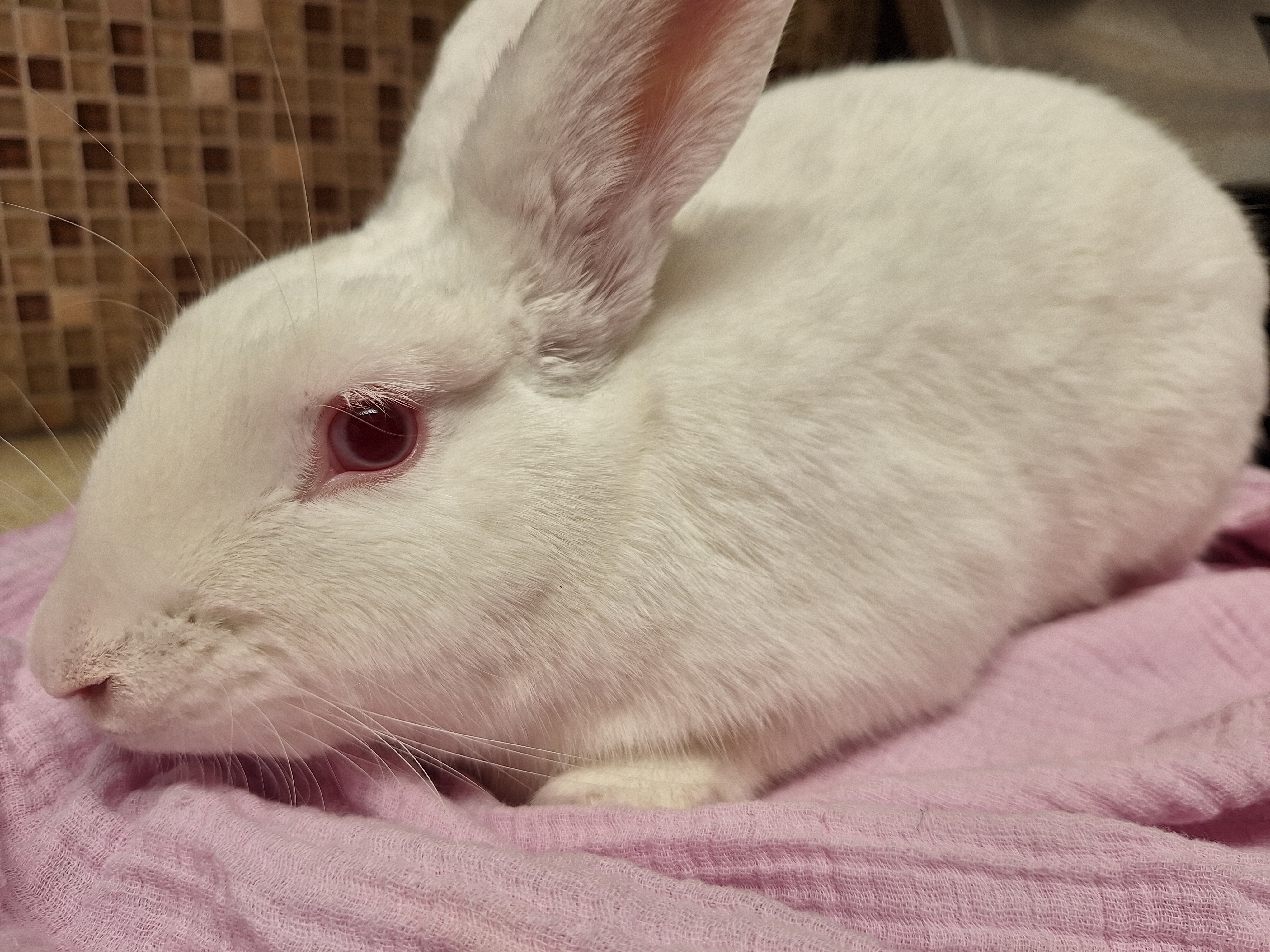 HUTCH (YOUNG NEUTERED MALE) photo 4