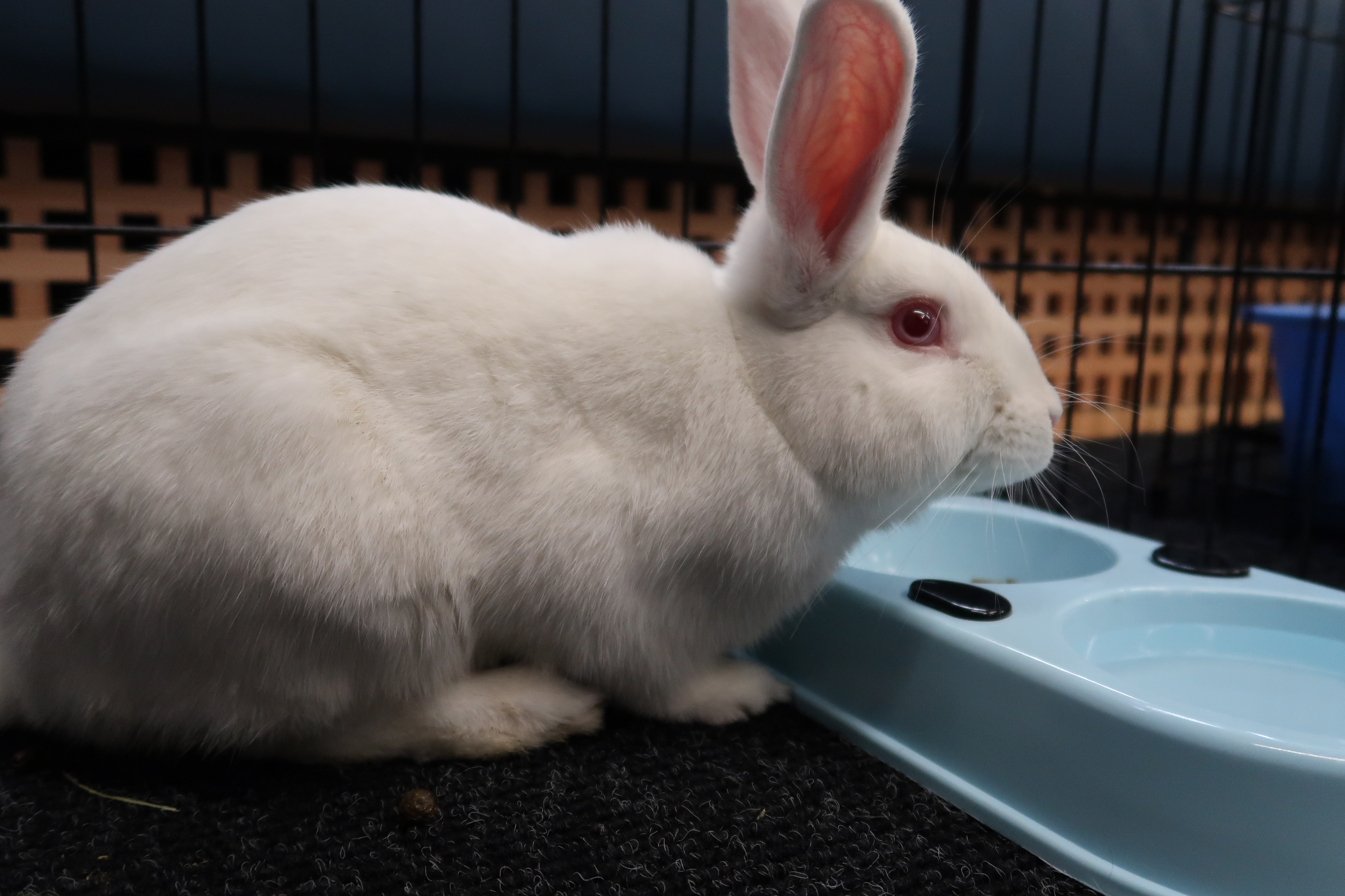 HUTCH (YOUNG NEUTERED MALE) photo 6