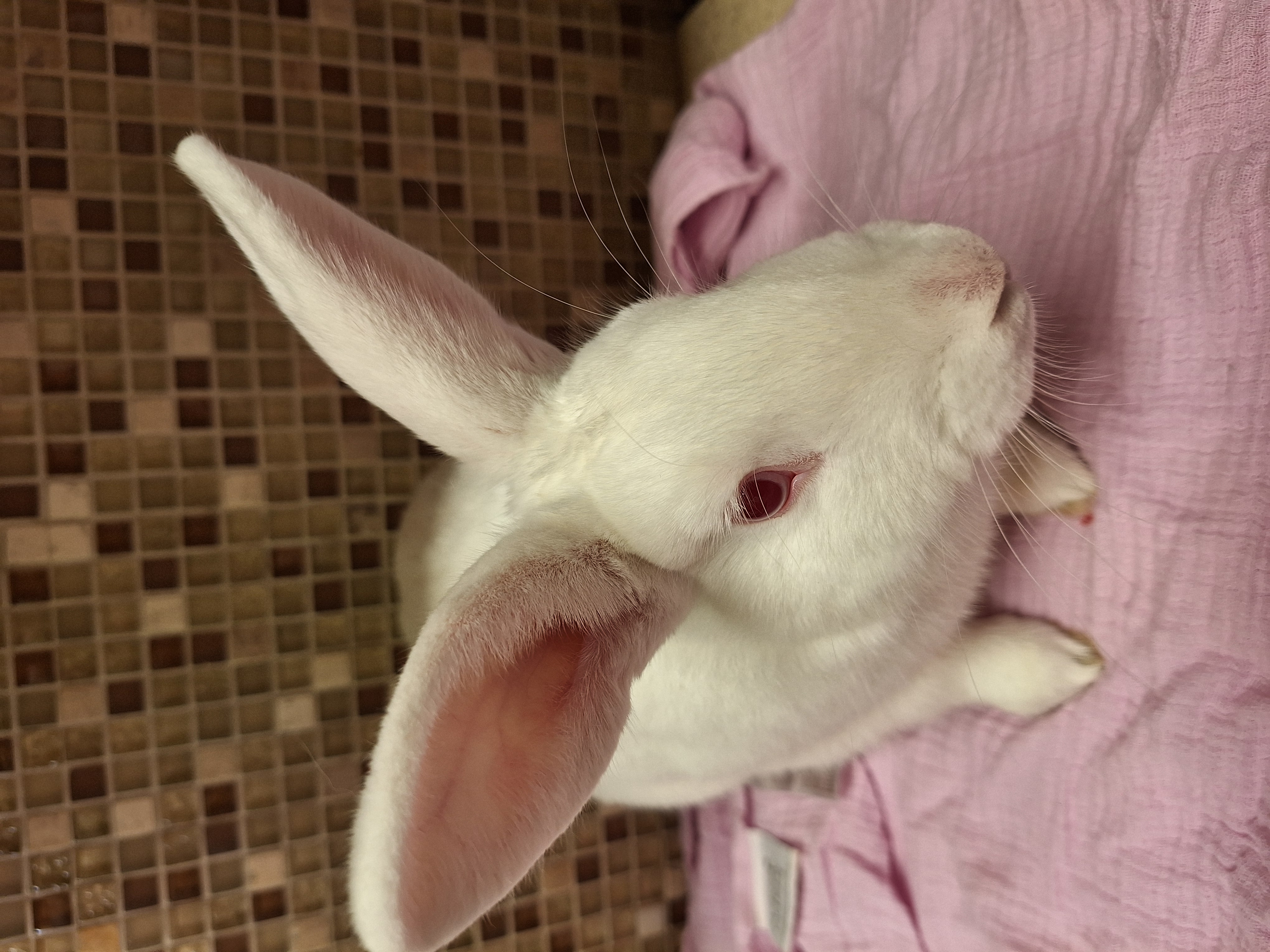 HUTCH (YOUNG NEUTERED MALE) photo 5