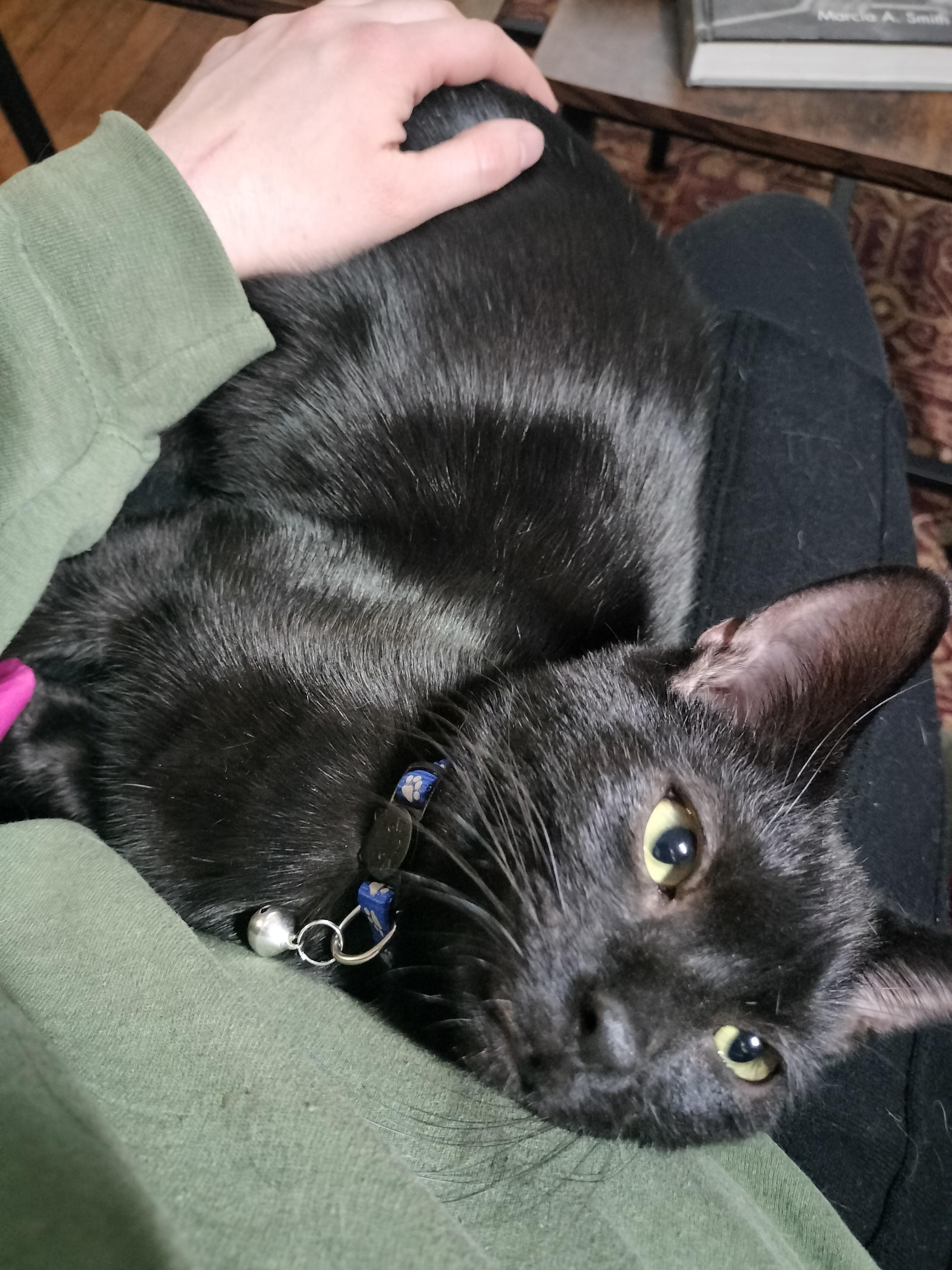 Molly and Calvin, a Adoptable Domestic Long Hair in Pittsburgh, PA image 5/5