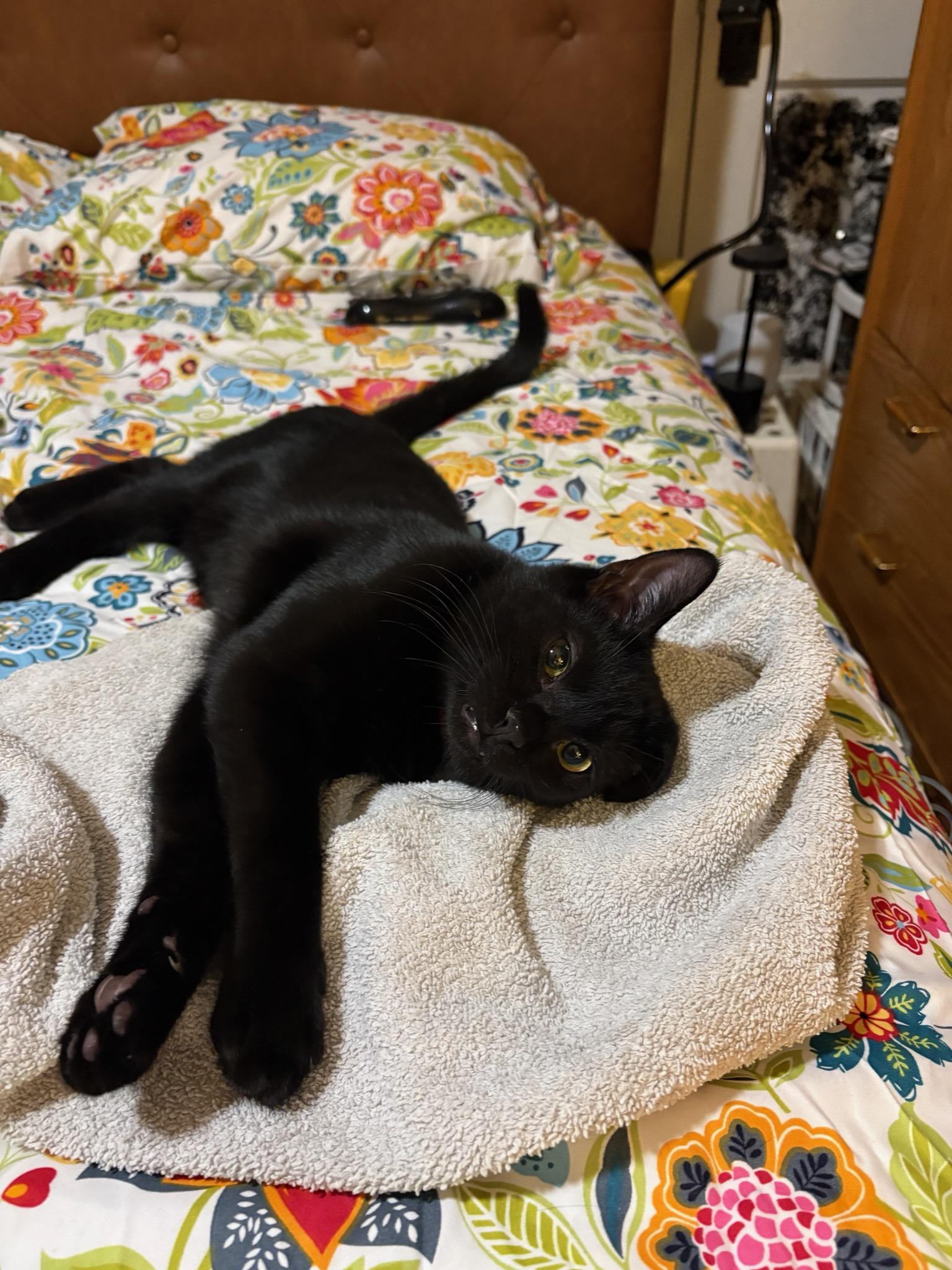 Molly and Calvin, a Adoptable Domestic Long Hair in Pittsburgh, PA image 2/5