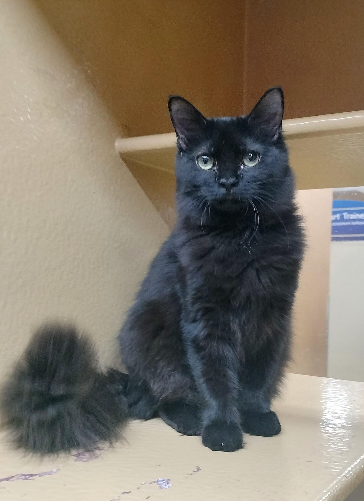 Molly and Calvin, a Adoptable Domestic Long Hair in Pittsburgh, PA image 1/5