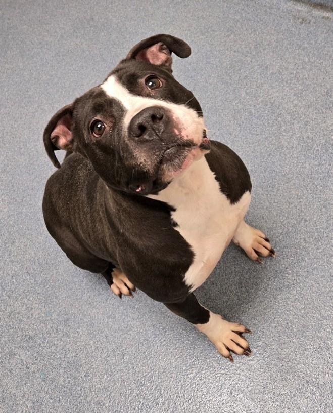 Hippo, ADOPTABLE, Adult Female Pit Bull Terrier.