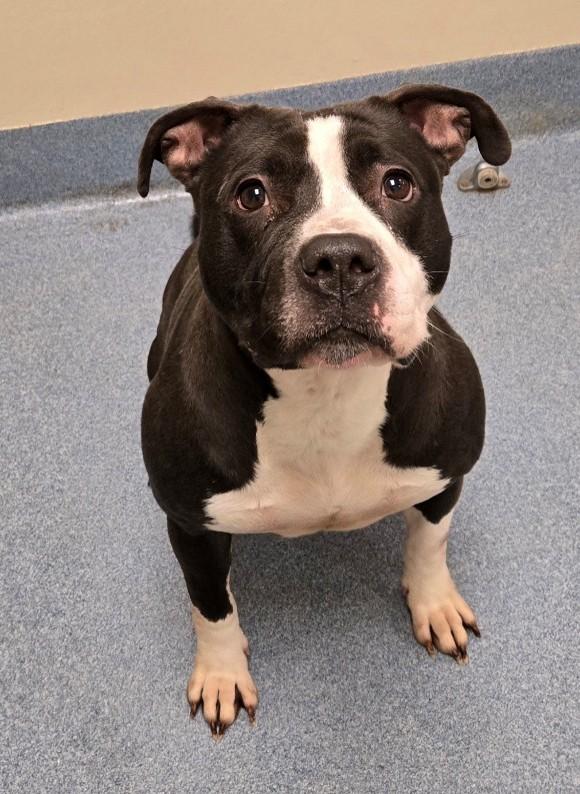 Enlarge Hippo, a ADOPTABLE Pit Bull Terrier in Suffolk, VA image 3/3