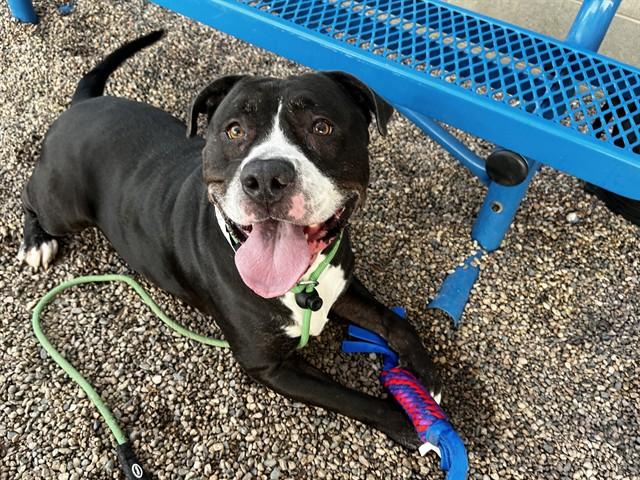 Enlarge DECLAN, a Adoptable Pit Bull Terrier in Mesa, AZ image 1/1