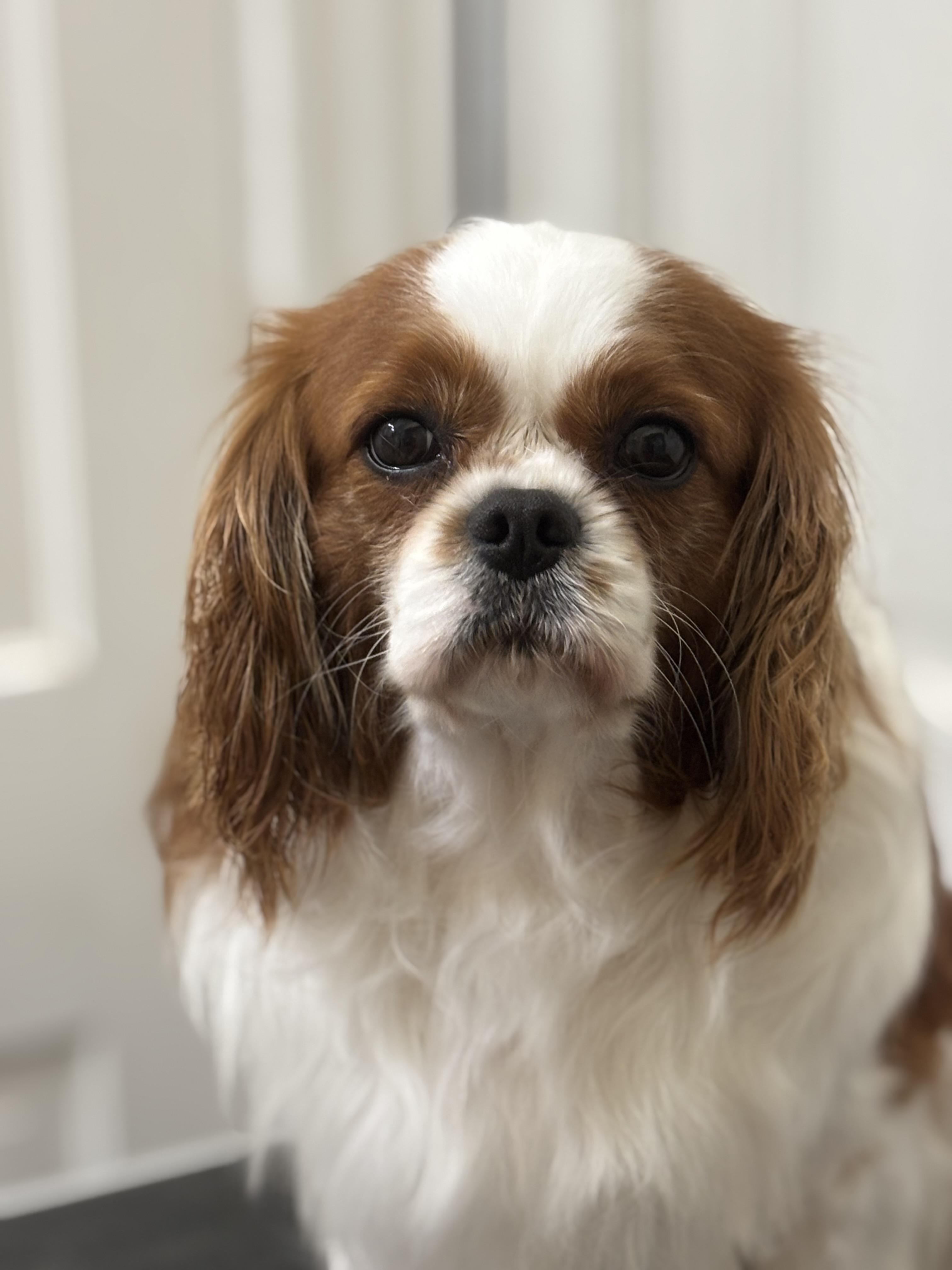 Enlarge Hunter, an adoptable Cavalier King Charles Spaniel in Russellville, OH image 3/5