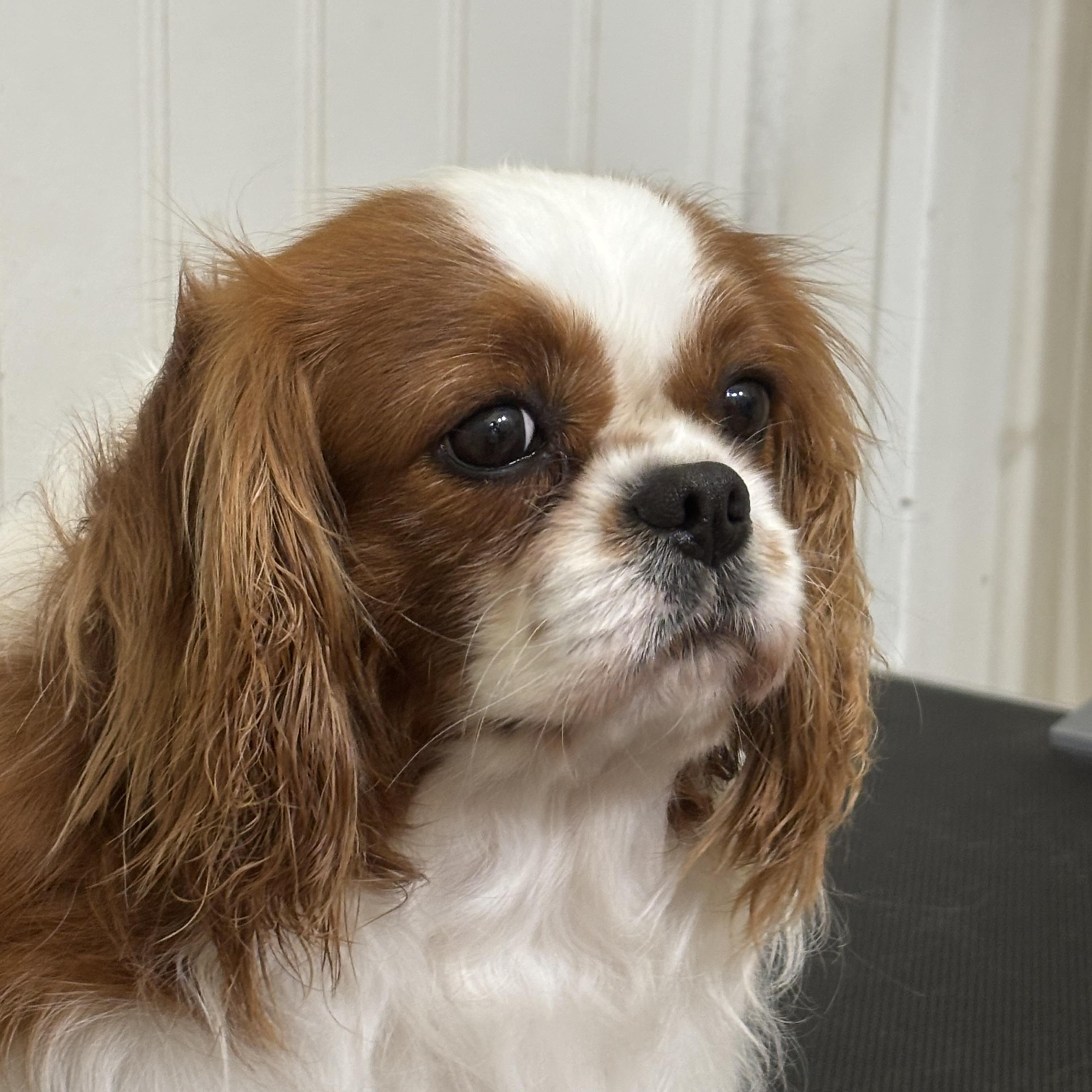 Enlarge Hunter, an adoptable Cavalier King Charles Spaniel in Russellville, OH image 1/5