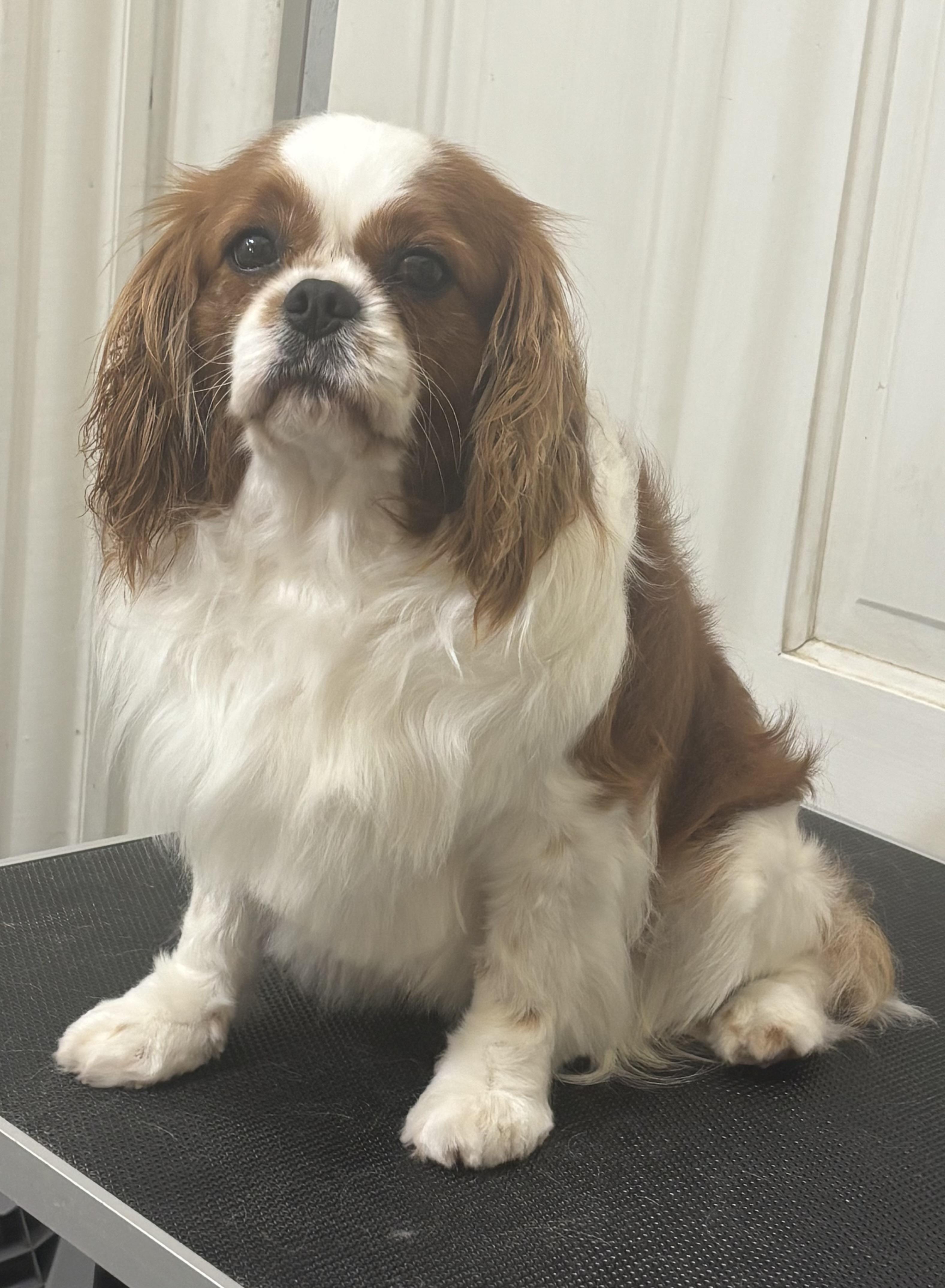 Enlarge Hunter, an adoptable Cavalier King Charles Spaniel in Russellville, OH image 5/5