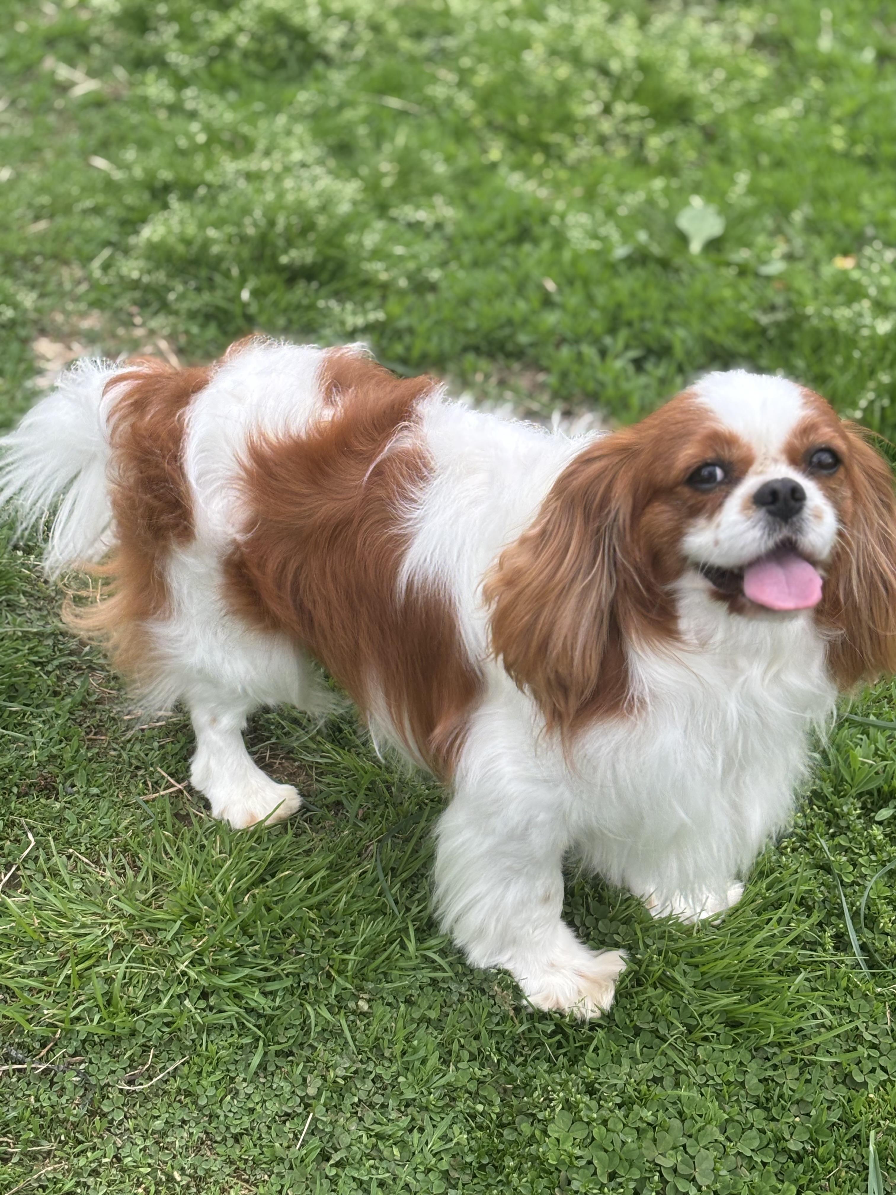 Enlarge Hunter, an adoptable Cavalier King Charles Spaniel in Russellville, OH image 3/5