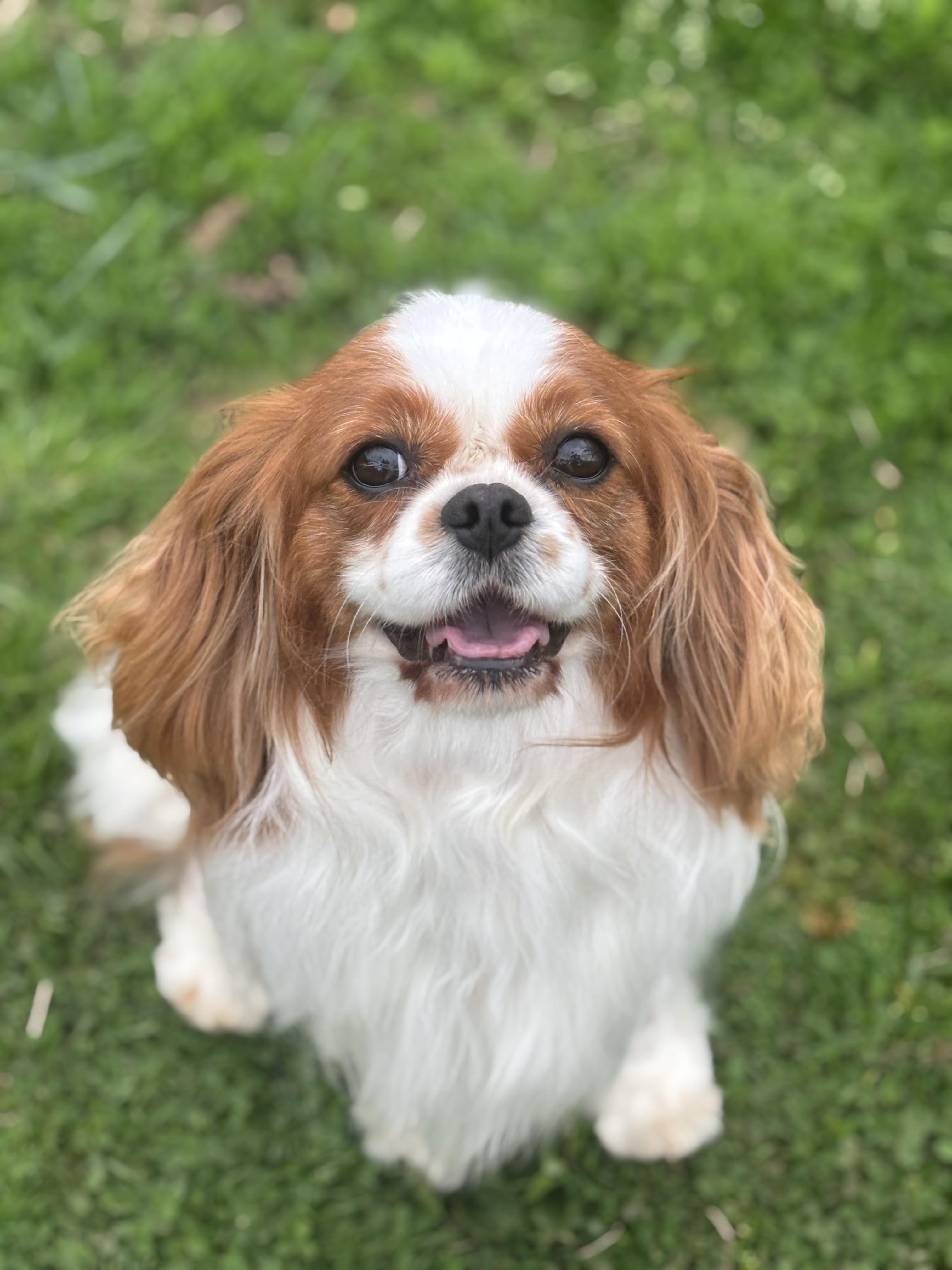 Hunter, adoptable, Adult Male Cavalier King Charles Spaniel.