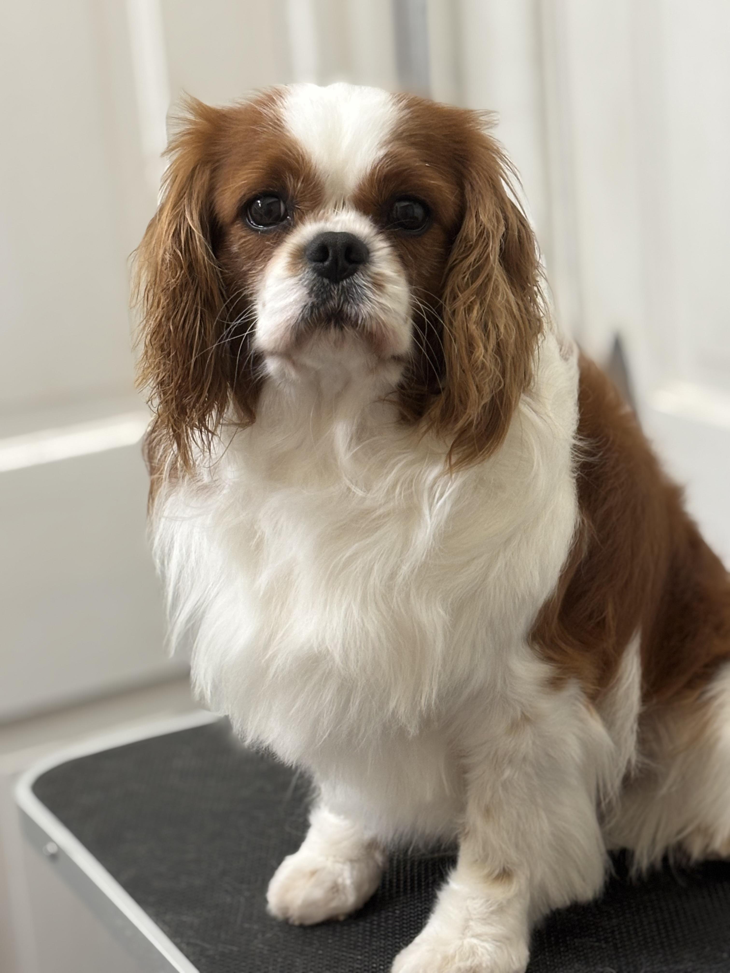 Enlarge Hunter, an adoptable Cavalier King Charles Spaniel in Russellville, OH image 2/5