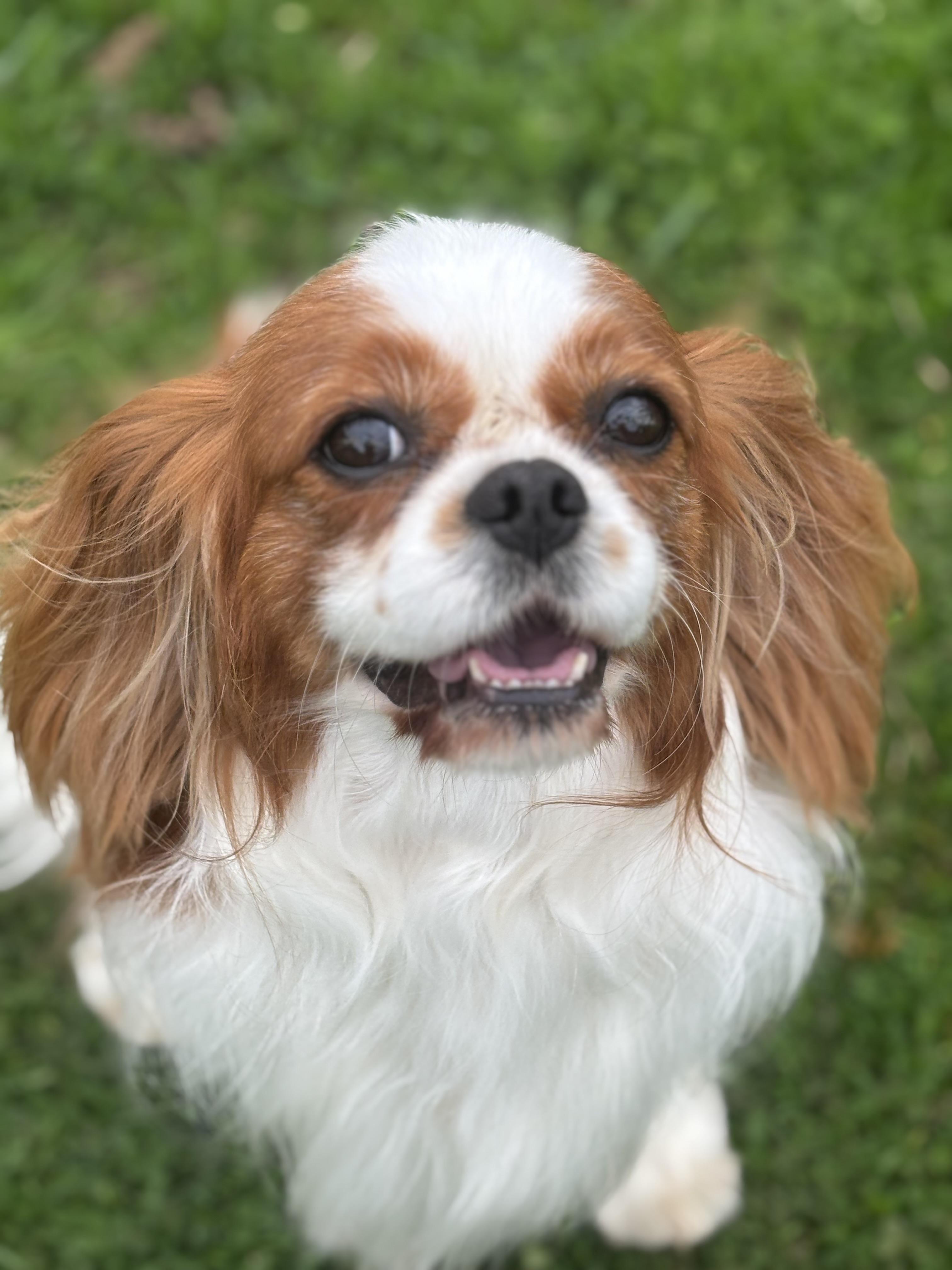 Enlarge Hunter, an adoptable Cavalier King Charles Spaniel in Russellville, OH image 4/5