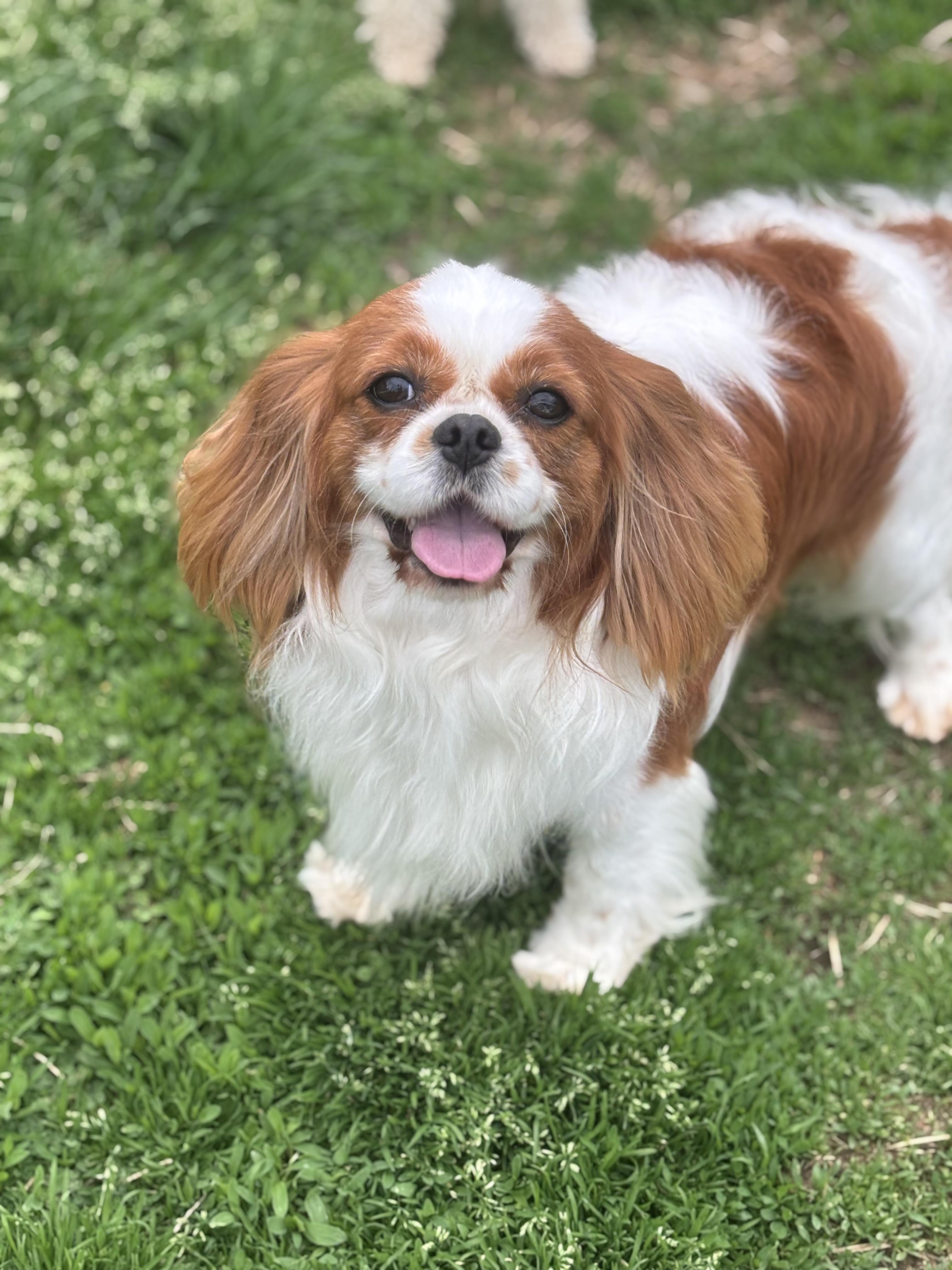 Enlarge Hunter, an adoptable Cavalier King Charles Spaniel in Russellville, OH image 2/5
