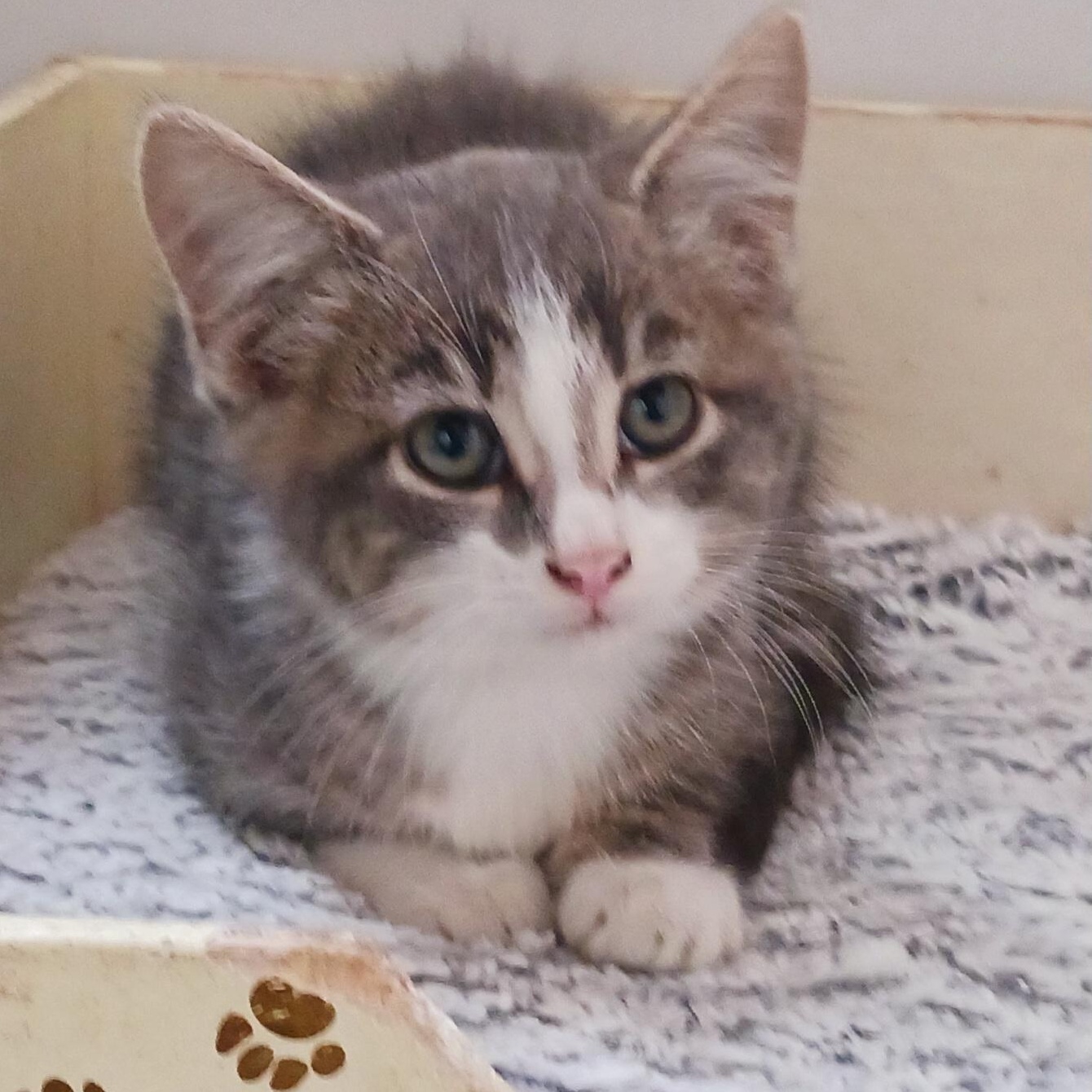 Enlarge Clark Kent, a Adopted Domestic Short Hair in St. Marys, WV image 1/3