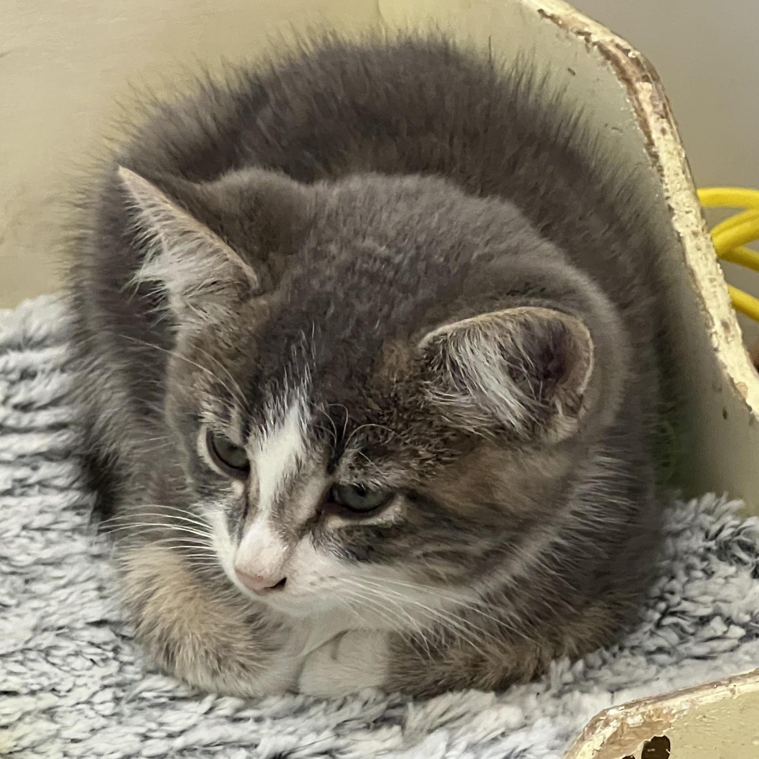 Enlarge Clark Kent, a Adopted Domestic Short Hair in St. Marys, WV image 3/3