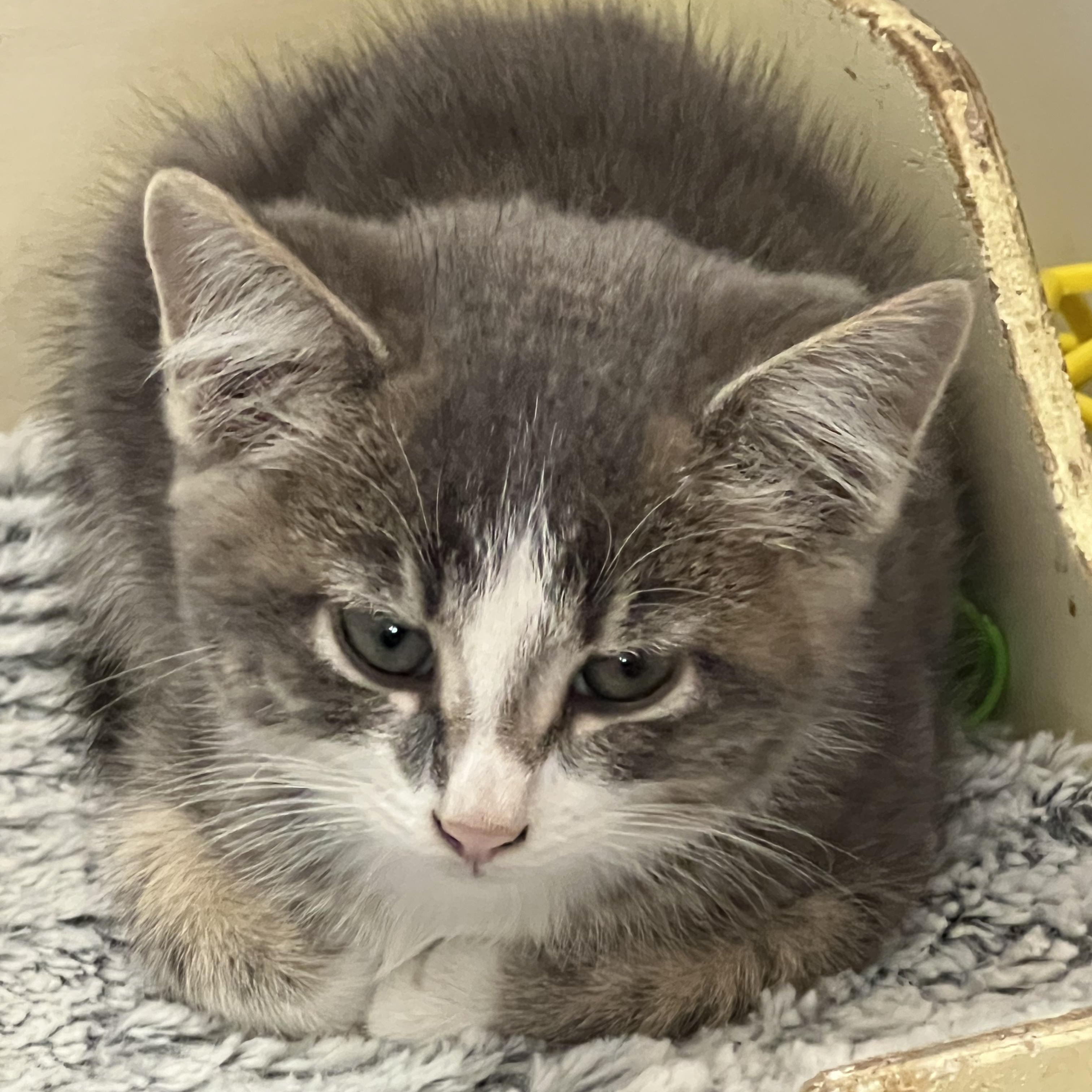 Enlarge Clark Kent, a Adopted Domestic Short Hair in St. Marys, WV image 2/3