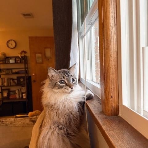 Enlarge Diesel, a ADOPTABLE Domestic Long Hair in Manhattan, KS image 2/2