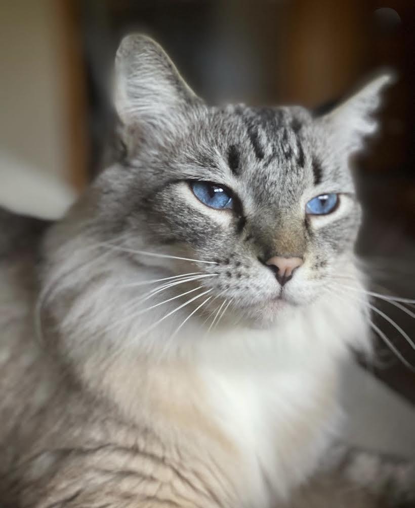 Enlarge Diesel, a ADOPTABLE Domestic Long Hair in Manhattan, KS image 1/2