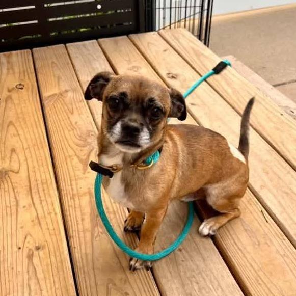Jasper $400, Adoptable, Adult Male Pug & Chihuahua.