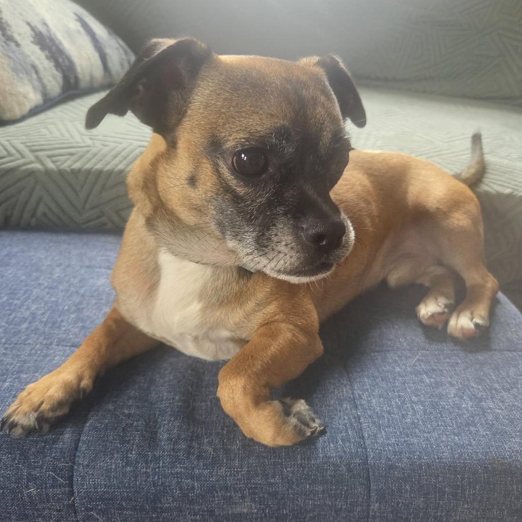 Enlarge Jasper $400, a Adoptable mixed breed in Milwaukee, WI image 2/5
