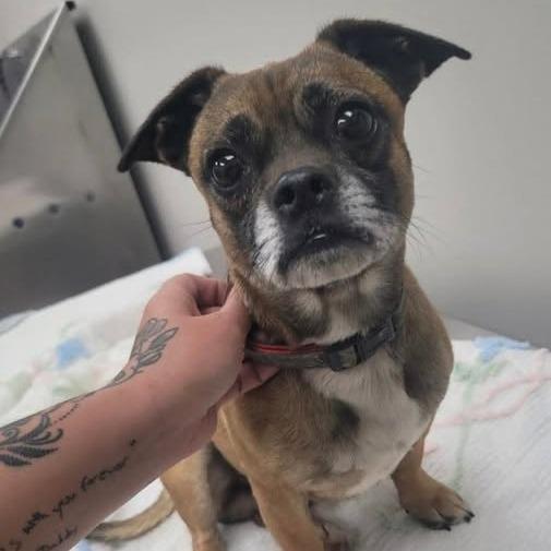 Enlarge Jasper $400, a Adoptable mixed breed in Milwaukee, WI image 3/5