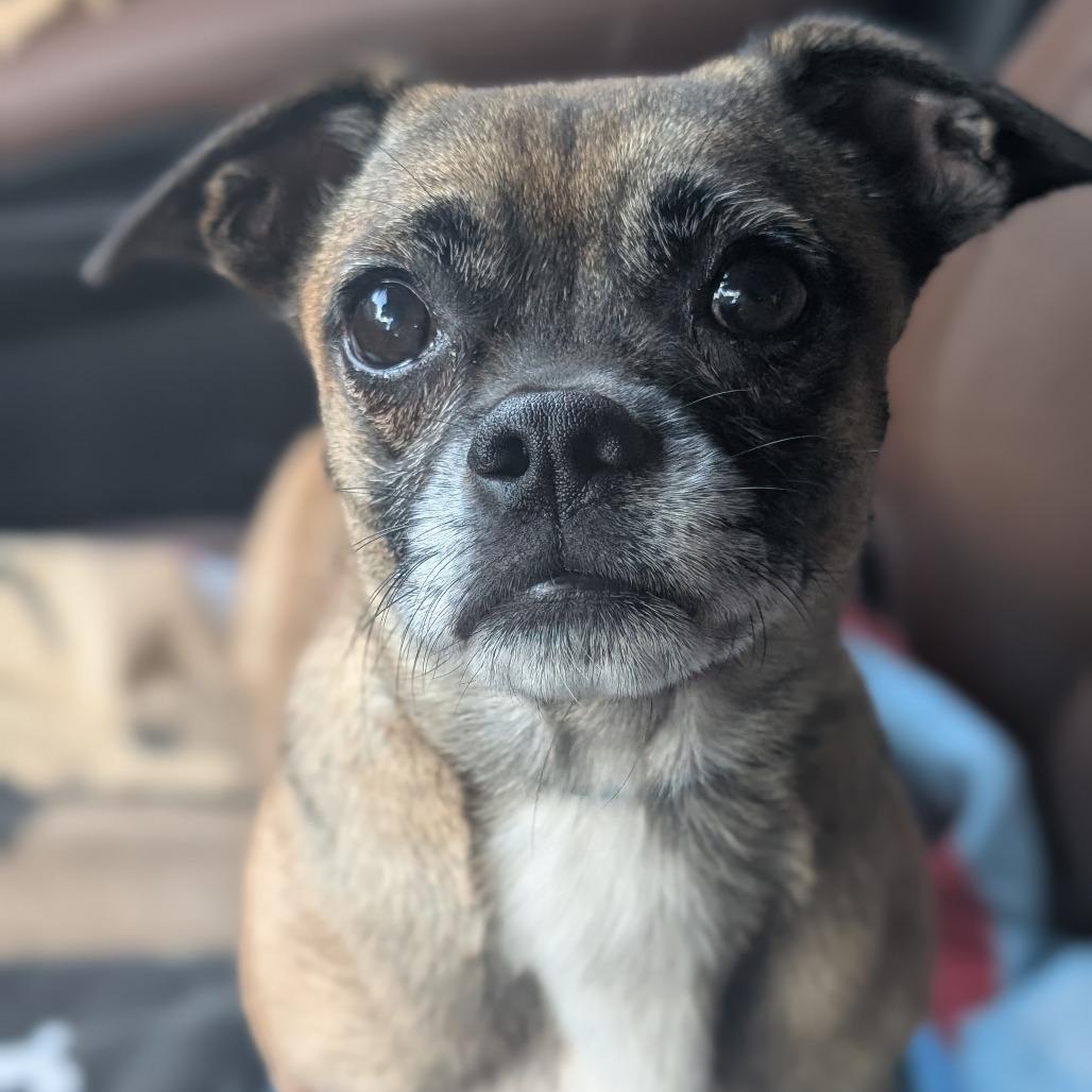 Enlarge Jasper $400, a Adoptable mixed breed in Milwaukee, WI image 4/5