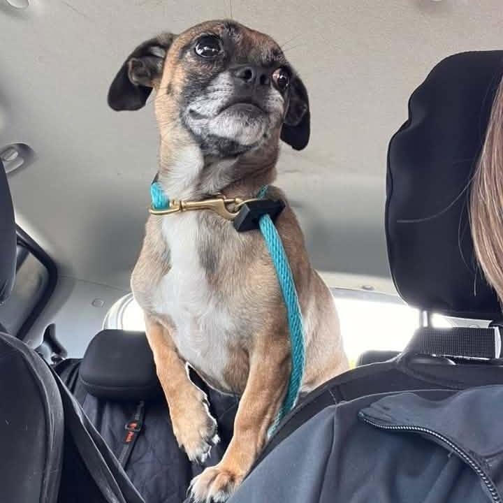 Enlarge Jasper $400, a Adoptable mixed breed in Milwaukee, WI image 5/5