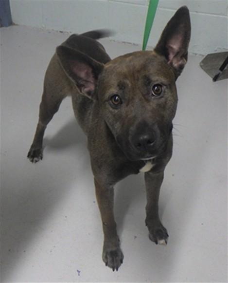 EMMY, Adoptable, Adult Female Pit Bull Terrier & Mixed Breed.