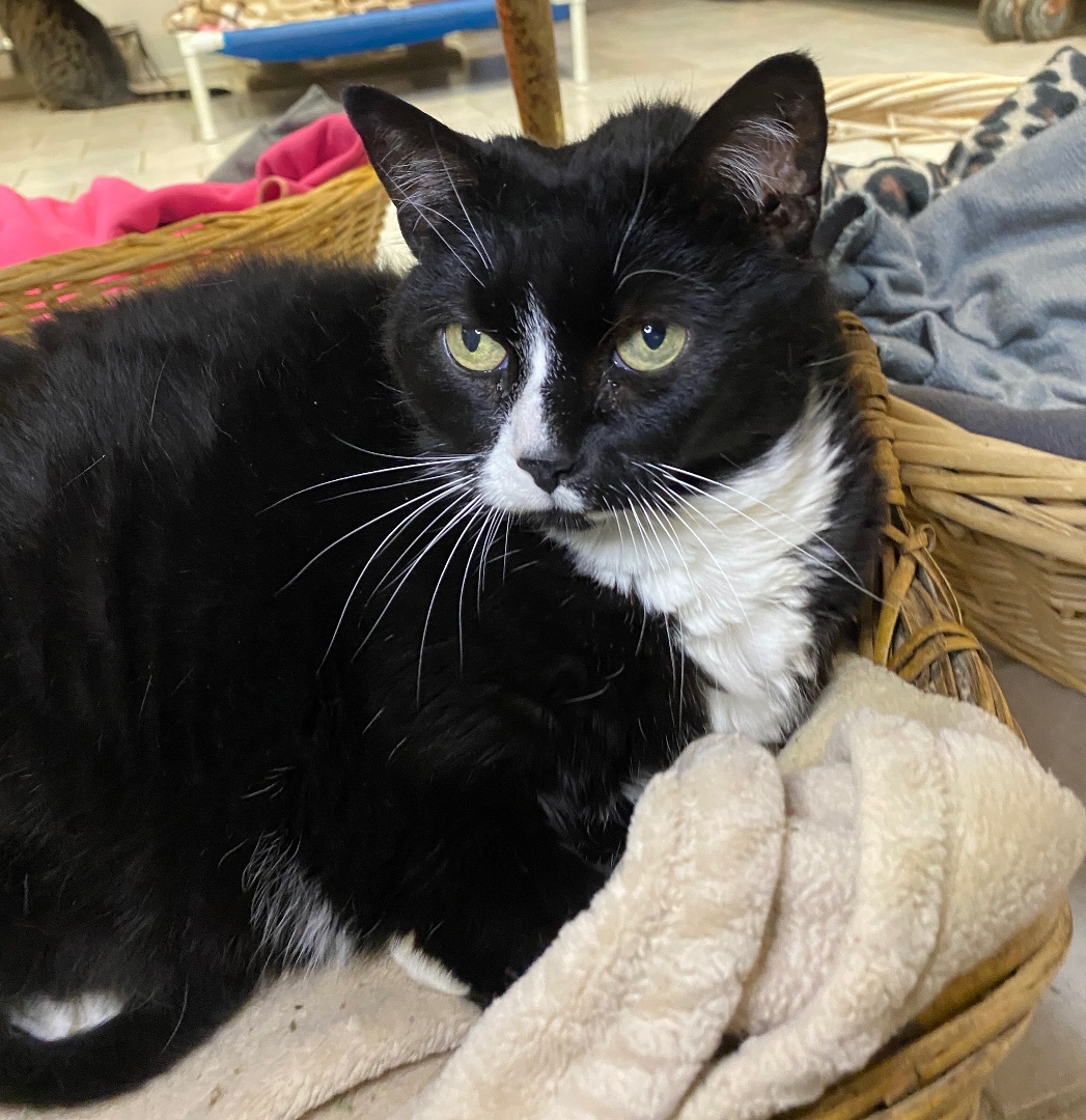 Bea, a Adoptable Domestic Short Hair in Beacon, NY image 1/13