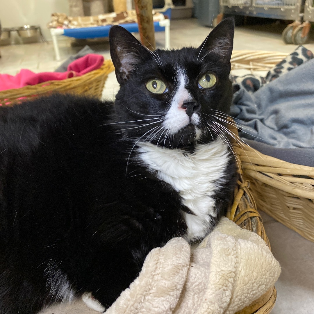 Bea, a Adoptable Domestic Short Hair in Beacon, NY image 2/13