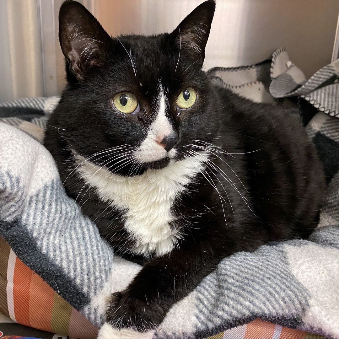 Bea, a Adoptable Domestic Short Hair in Beacon, NY image 3/13