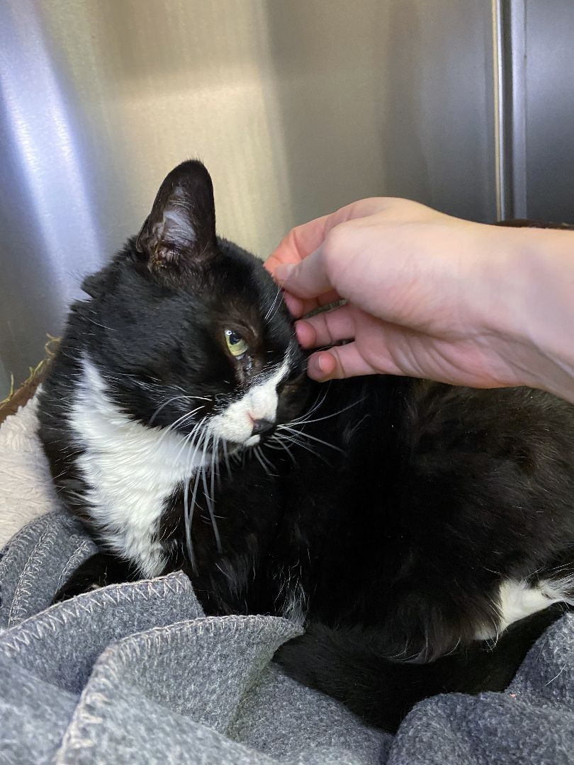 Bea, a Adoptable Domestic Short Hair in Beacon, NY image 4/13