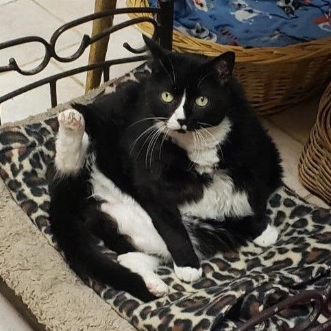 Bea, a Adoptable Domestic Short Hair in Beacon, NY image 5/13