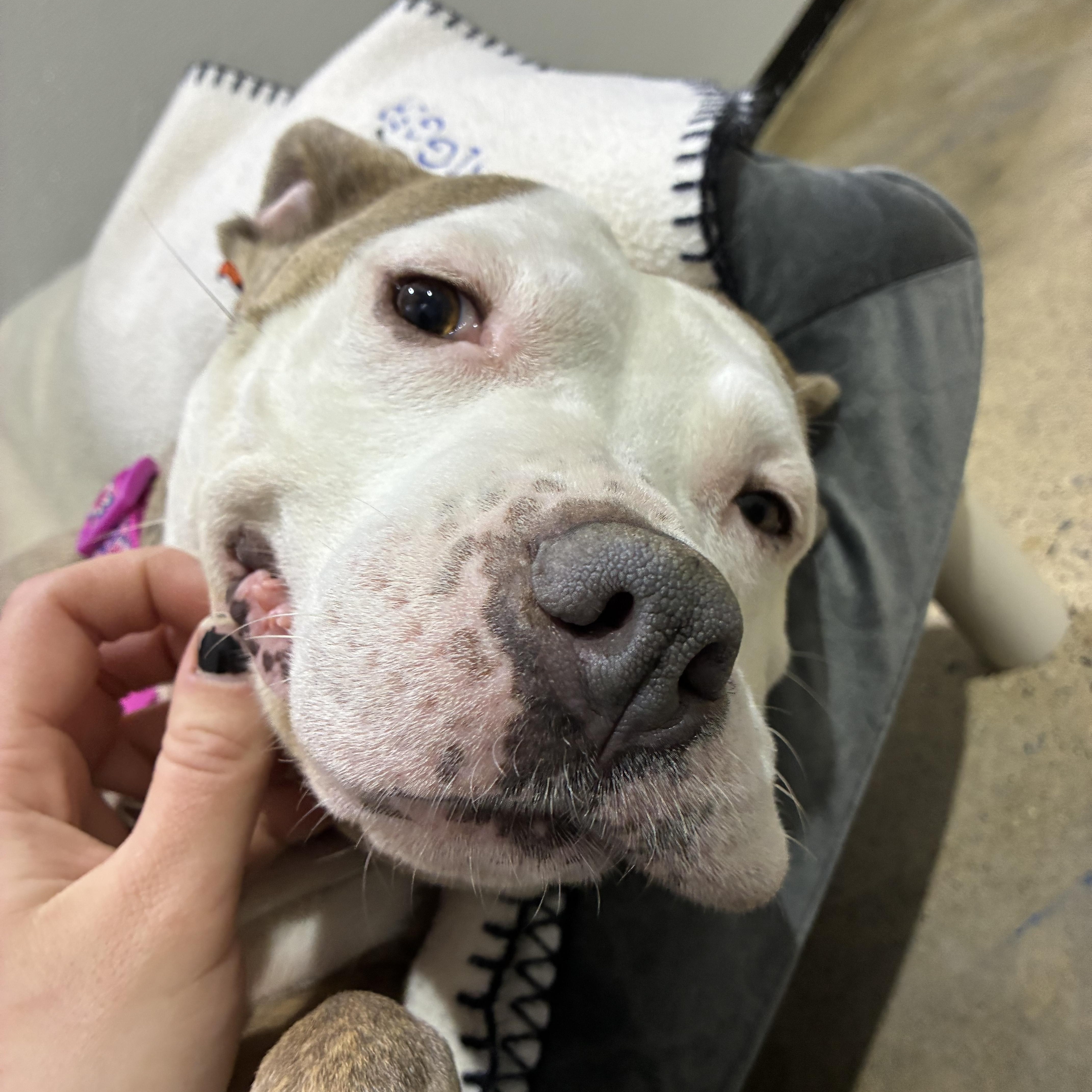 Enlarge Daisy, an adoptable Pit Bull Terrier in Edgewood, MD image 4/6