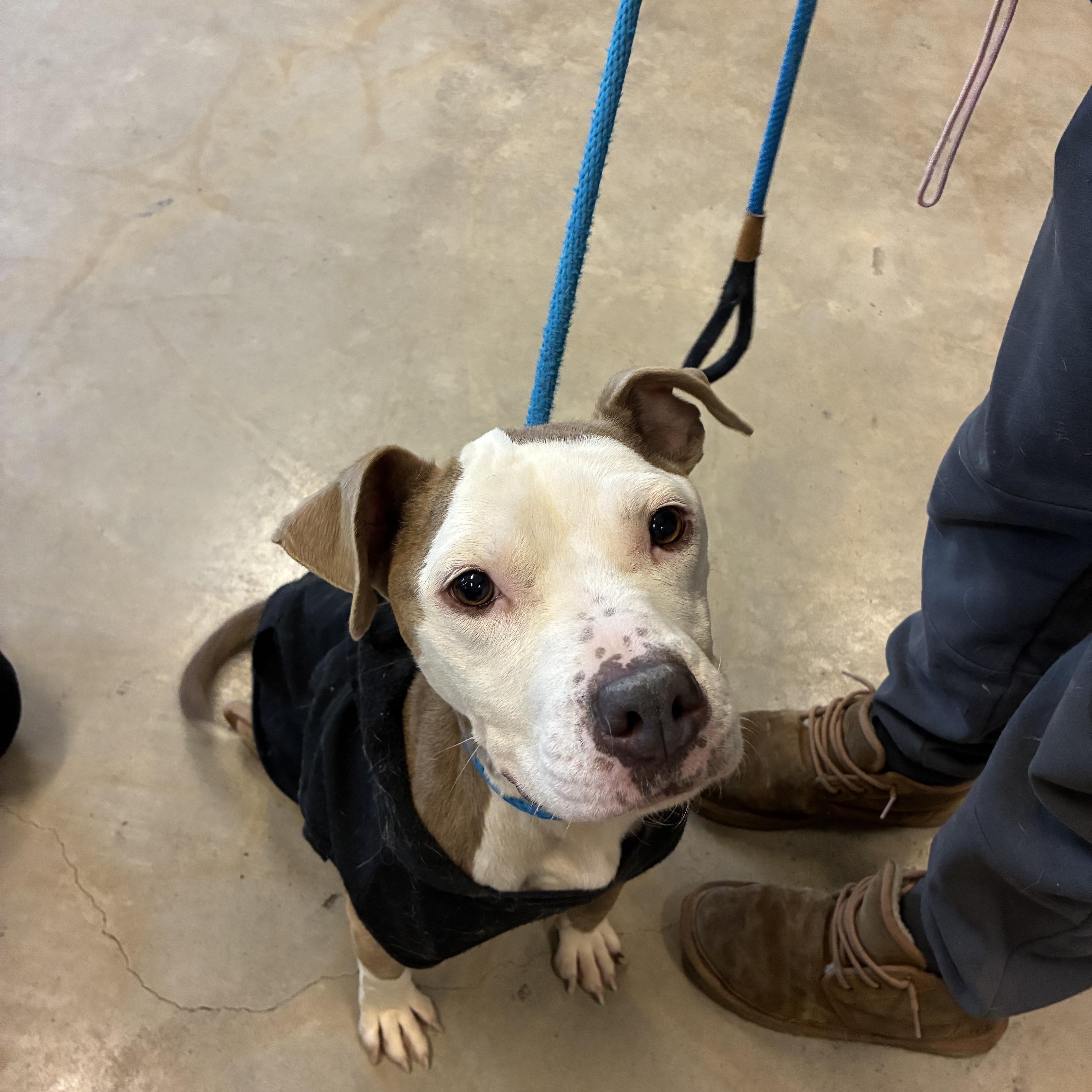 Enlarge Daisy, an adoptable Pit Bull Terrier in Edgewood, MD image 6/6