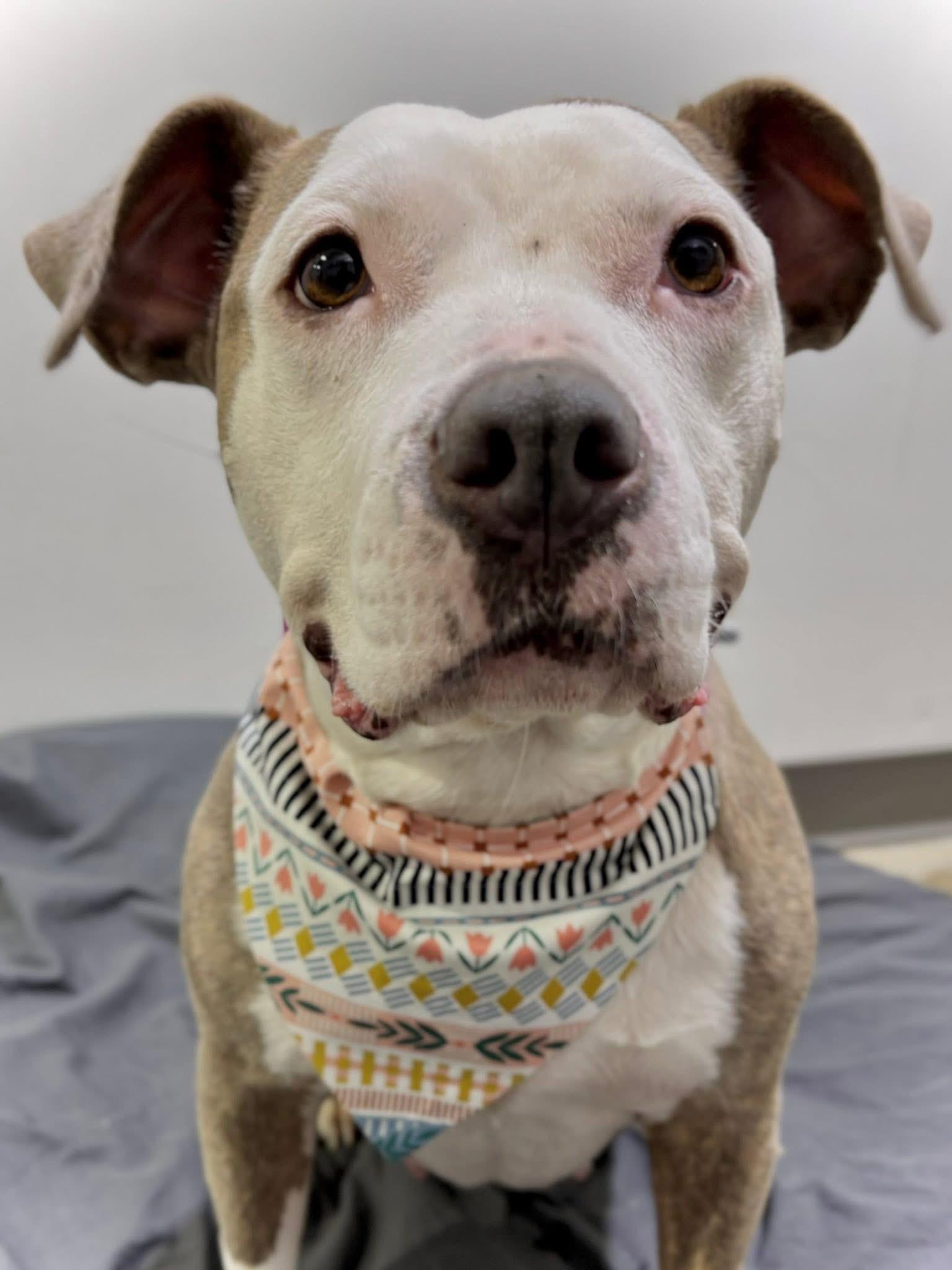 Daisy, adoptable, Adult Female Pit Bull Terrier.