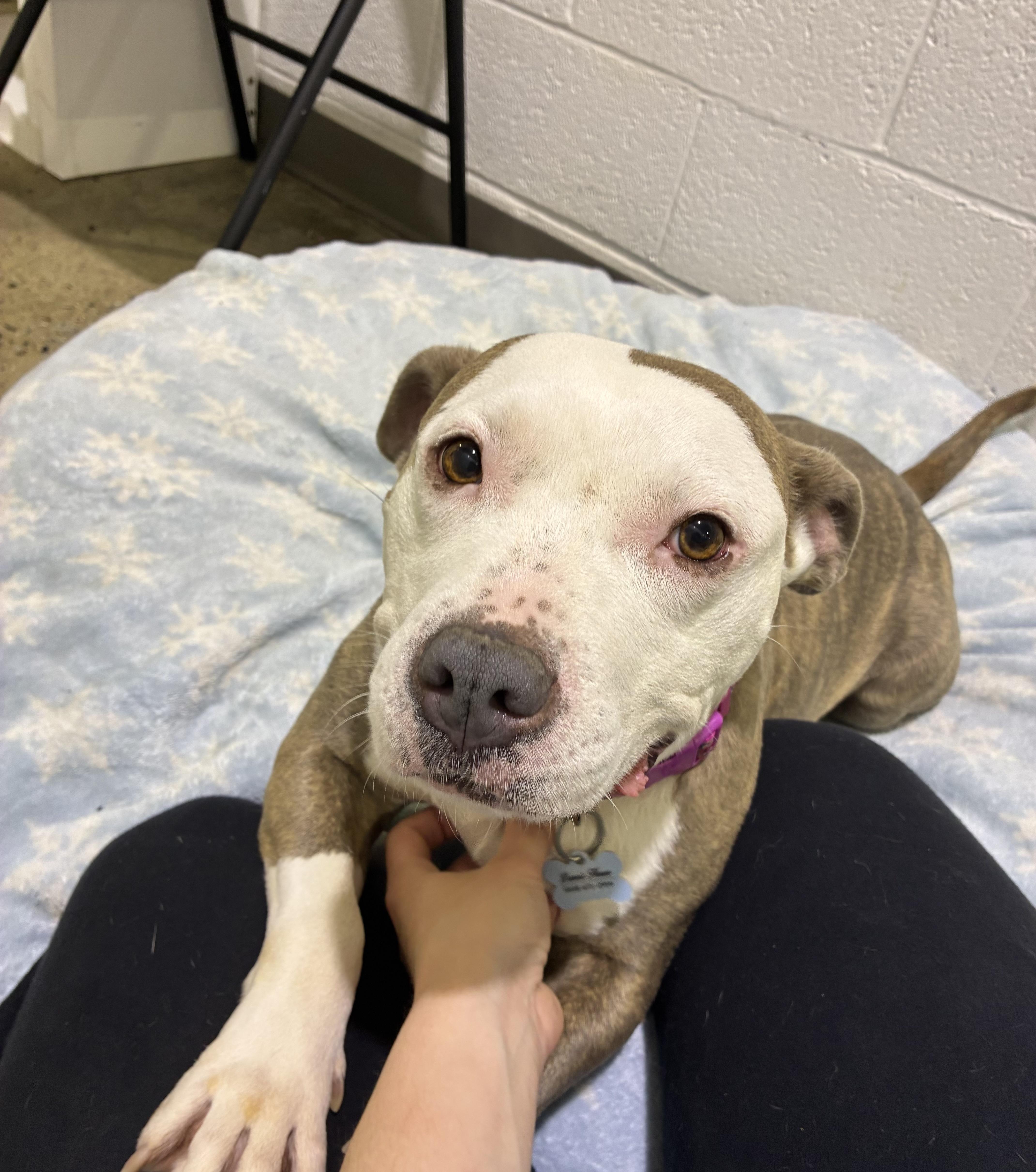 Enlarge Daisy, an adoptable Pit Bull Terrier in Edgewood, MD image 2/6