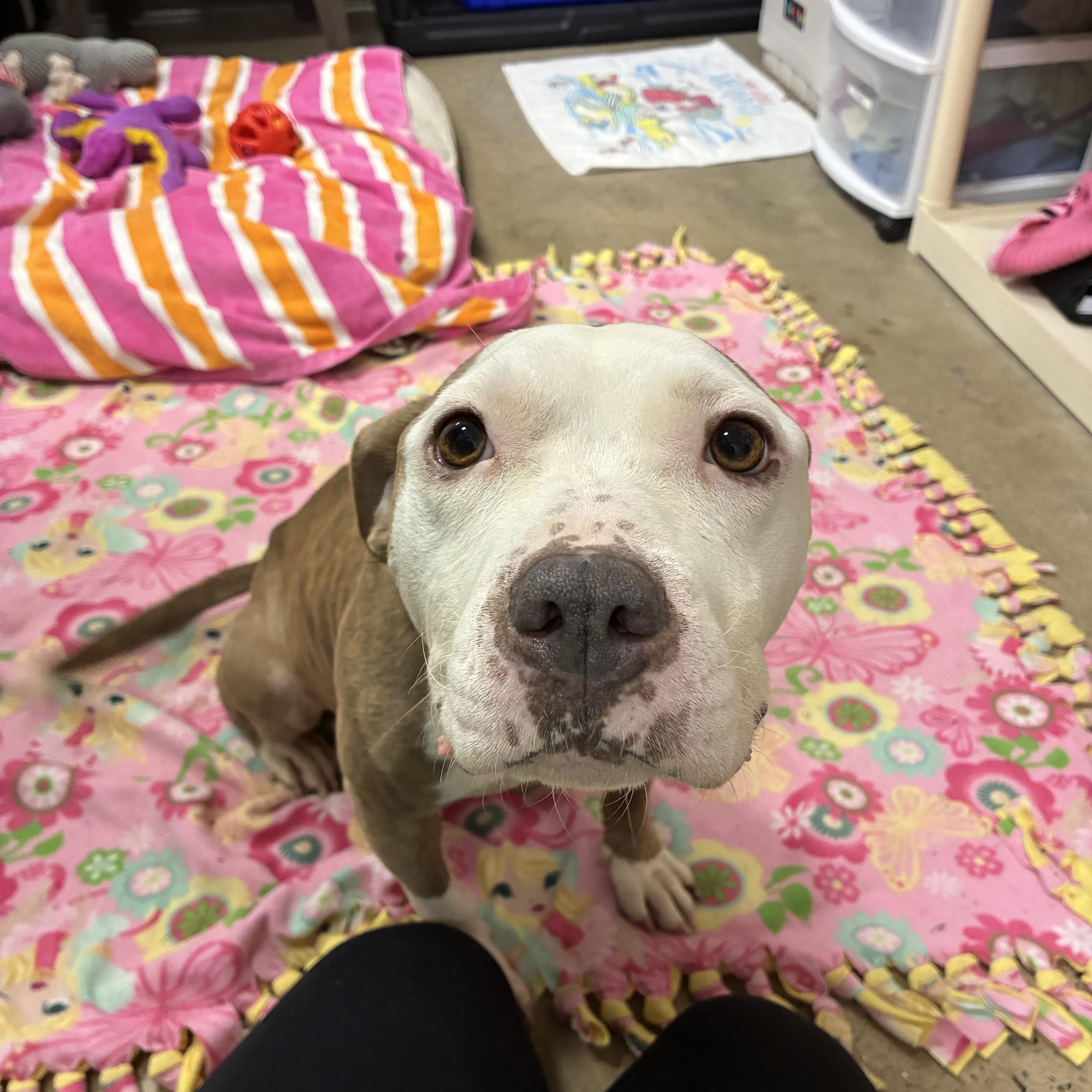 Enlarge Daisy, an adoptable Pit Bull Terrier in Edgewood, MD image 3/6