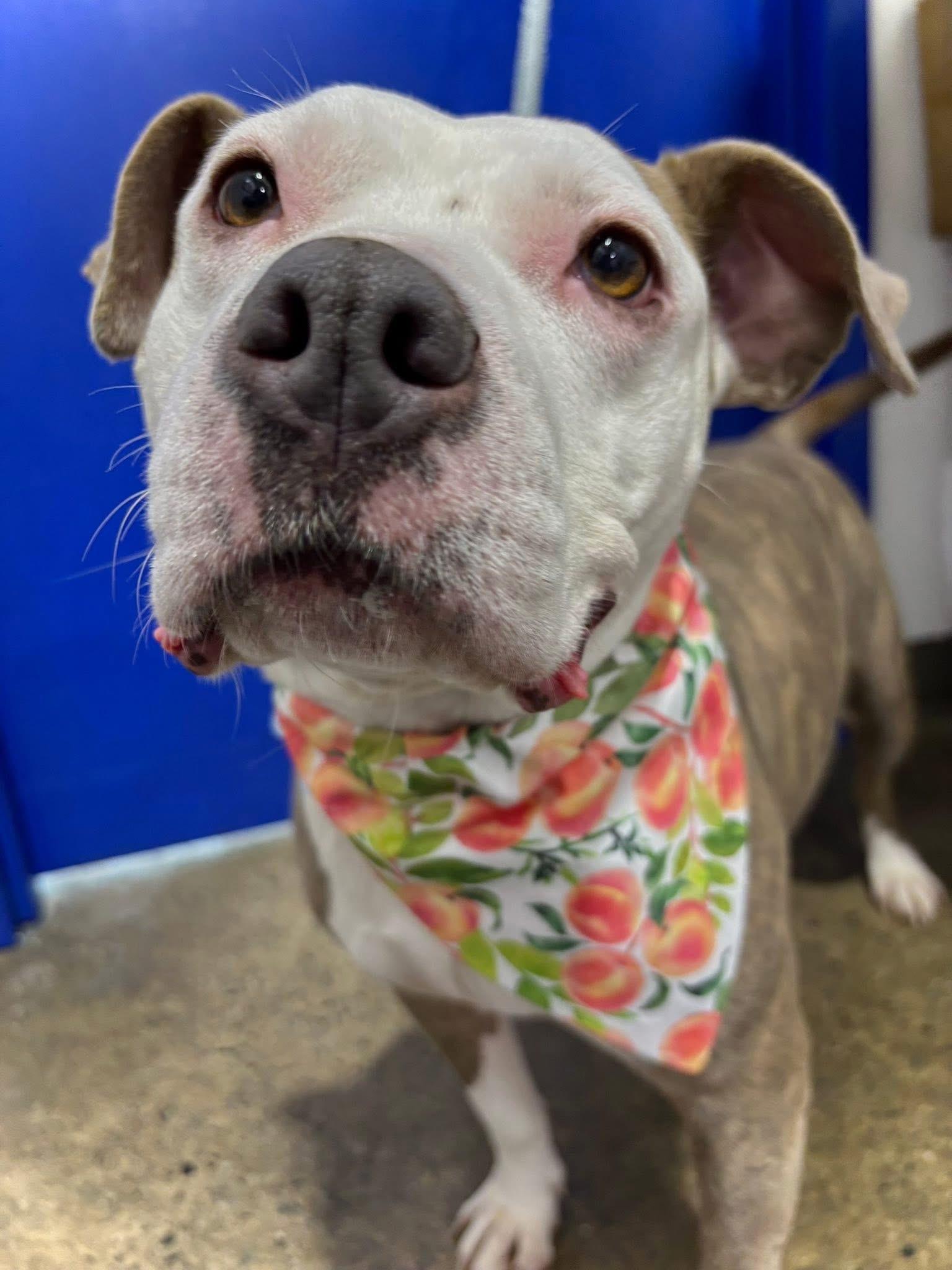 Enlarge Daisy, an adoptable Pit Bull Terrier in Edgewood, MD image 5/6