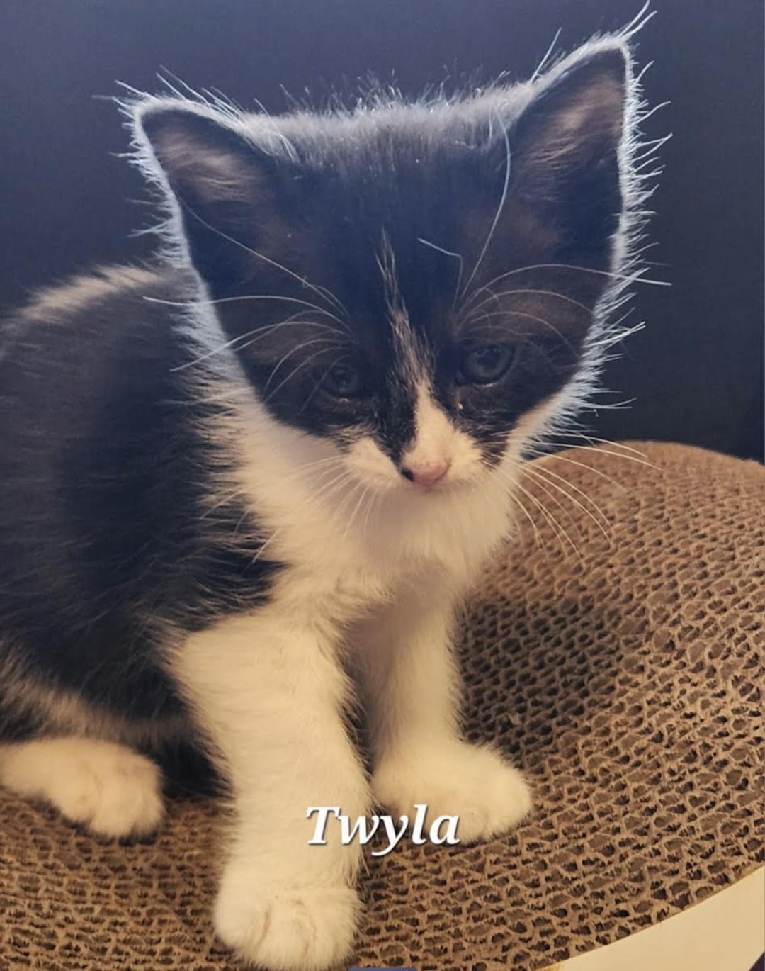 Enlarge Twyla, a Adopted Domestic Short Hair in Knoxville, TN image 1/1