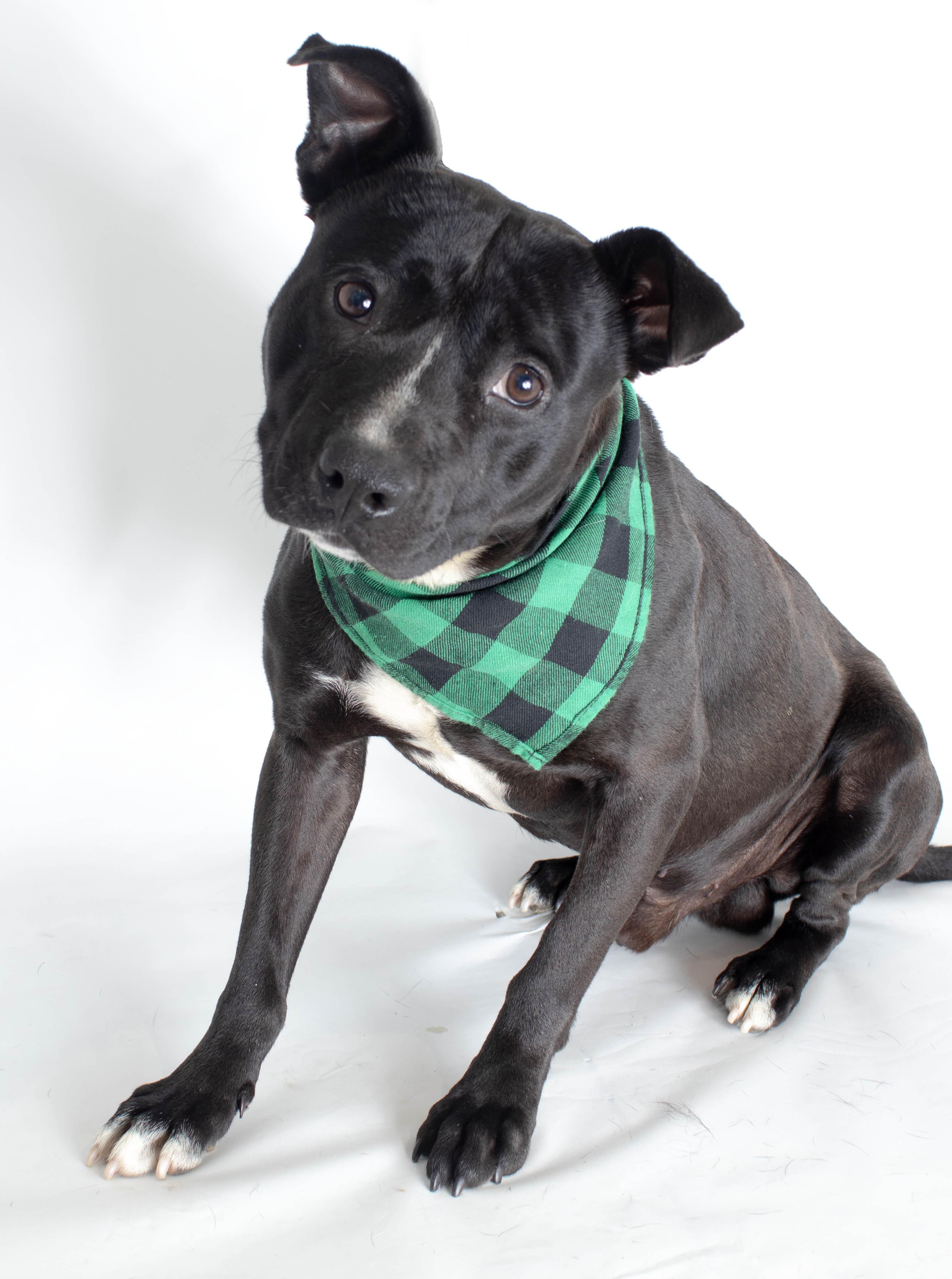 Devito, a Adoptable mixed breed in Plaquemine, LA image 2/2