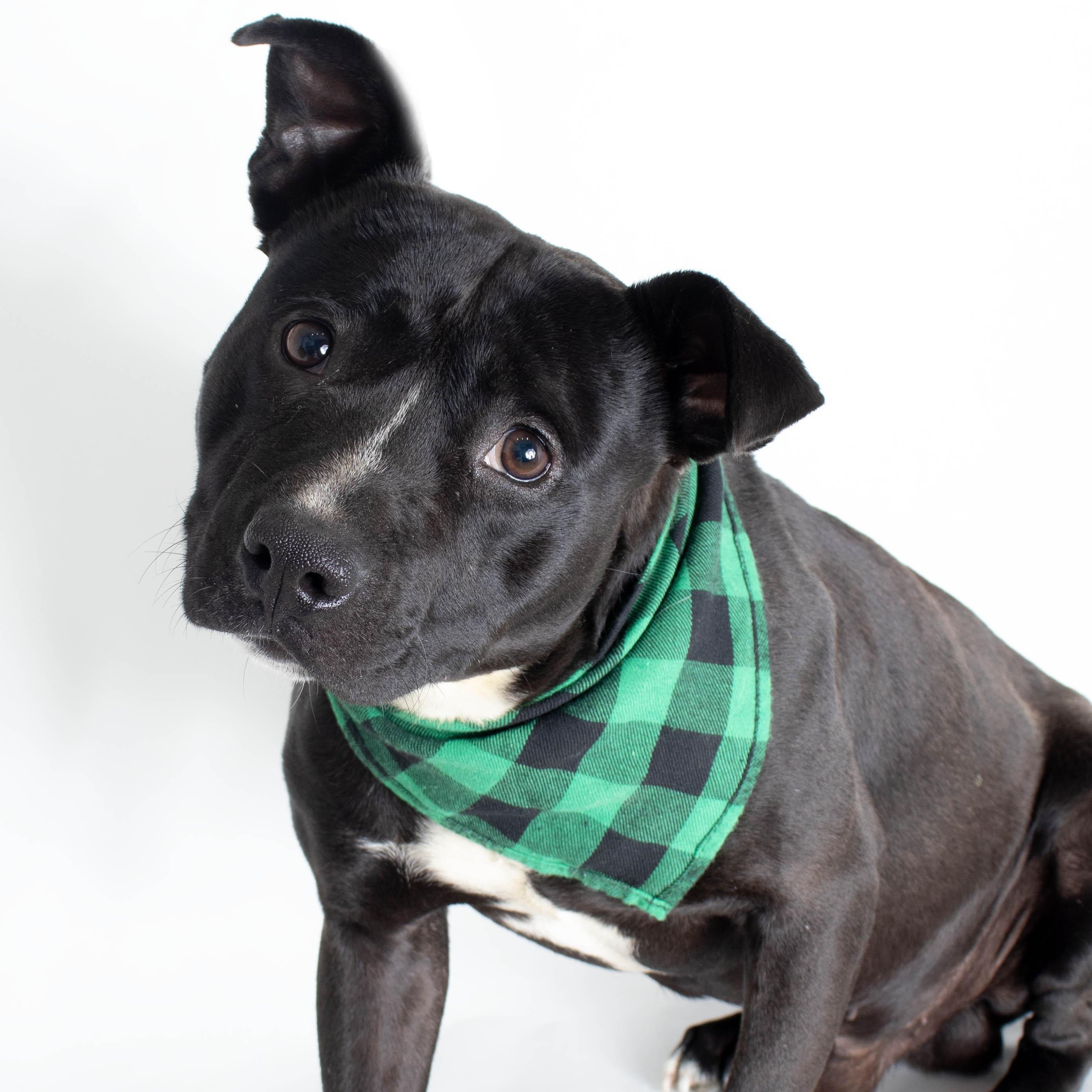 Devito, a Adoptable mixed breed in Plaquemine, LA image 1/2