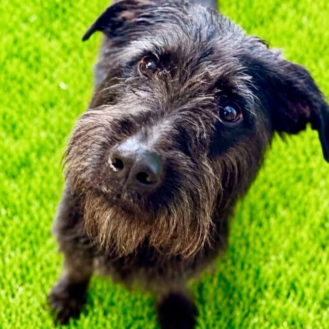 Hallie, ADOPTABLE, Young Female Labradoodle.