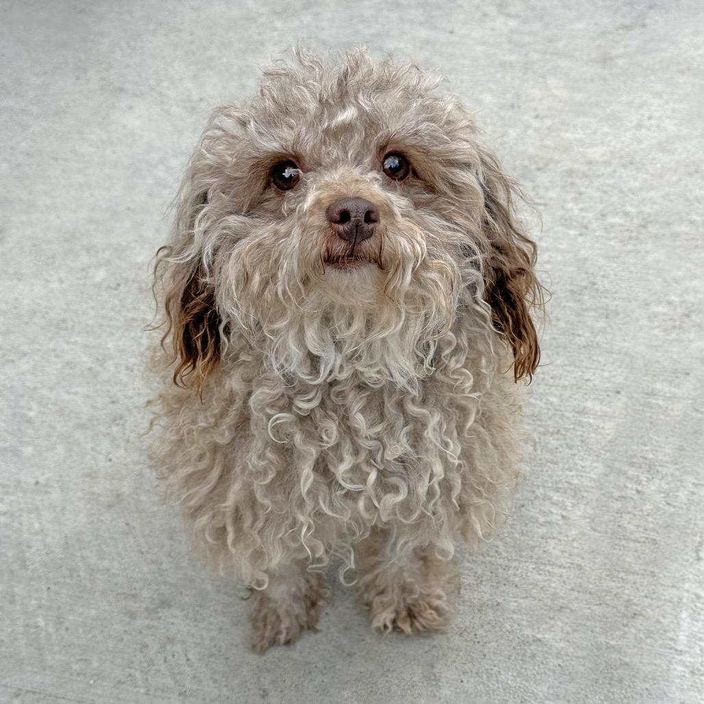 Enlarge Liza, a Adoptable Mixed Breed in Hailey, ID image 1/3