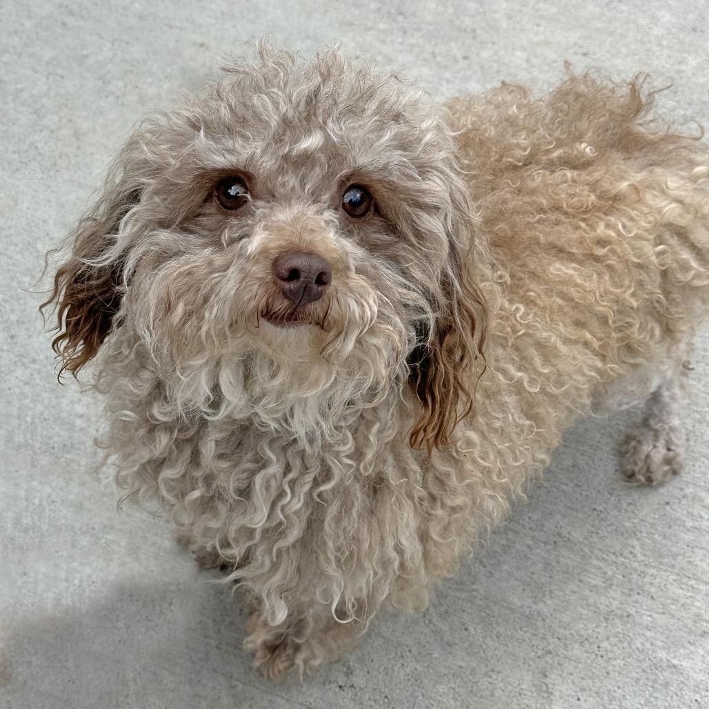 Enlarge Liza, a Adoptable Mixed Breed in Hailey, ID image 2/3