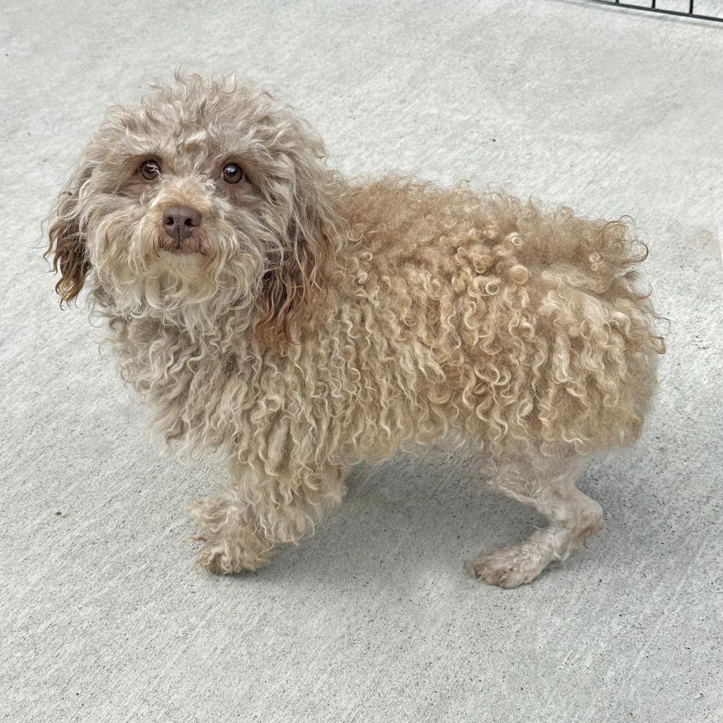 Enlarge Liza, a Adoptable Mixed Breed in Hailey, ID image 3/3