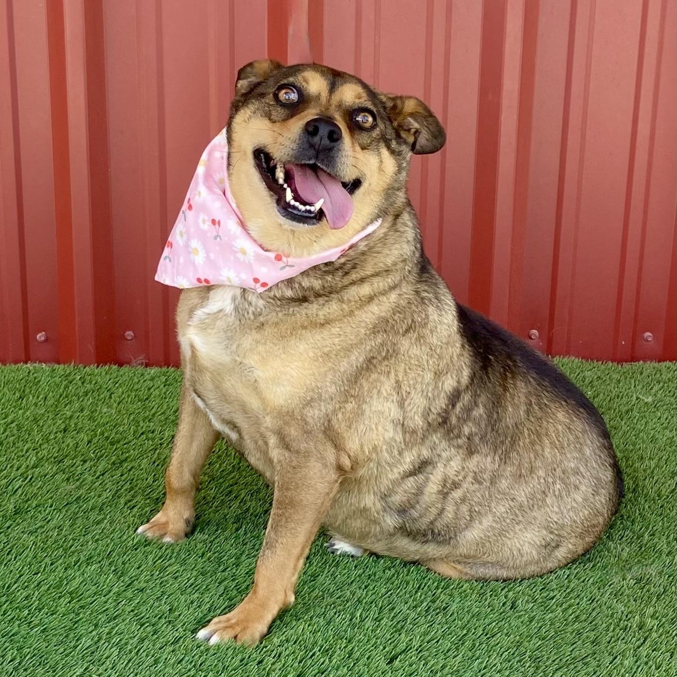 Opal, a Adoptable mixed breed in Lubbock, TX image 4/6