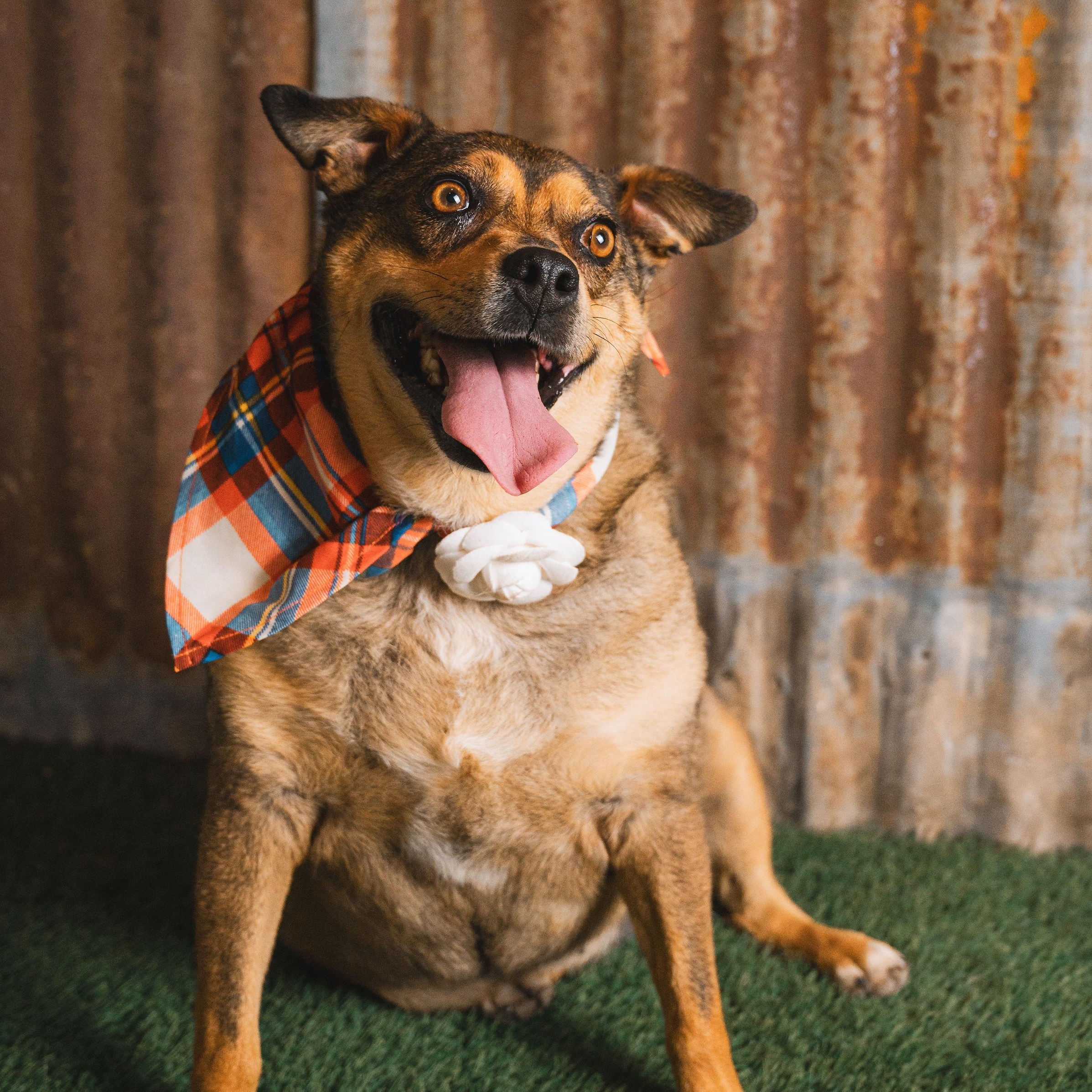 Opal, Adoptable, Adult Female Terrier & Shepherd.