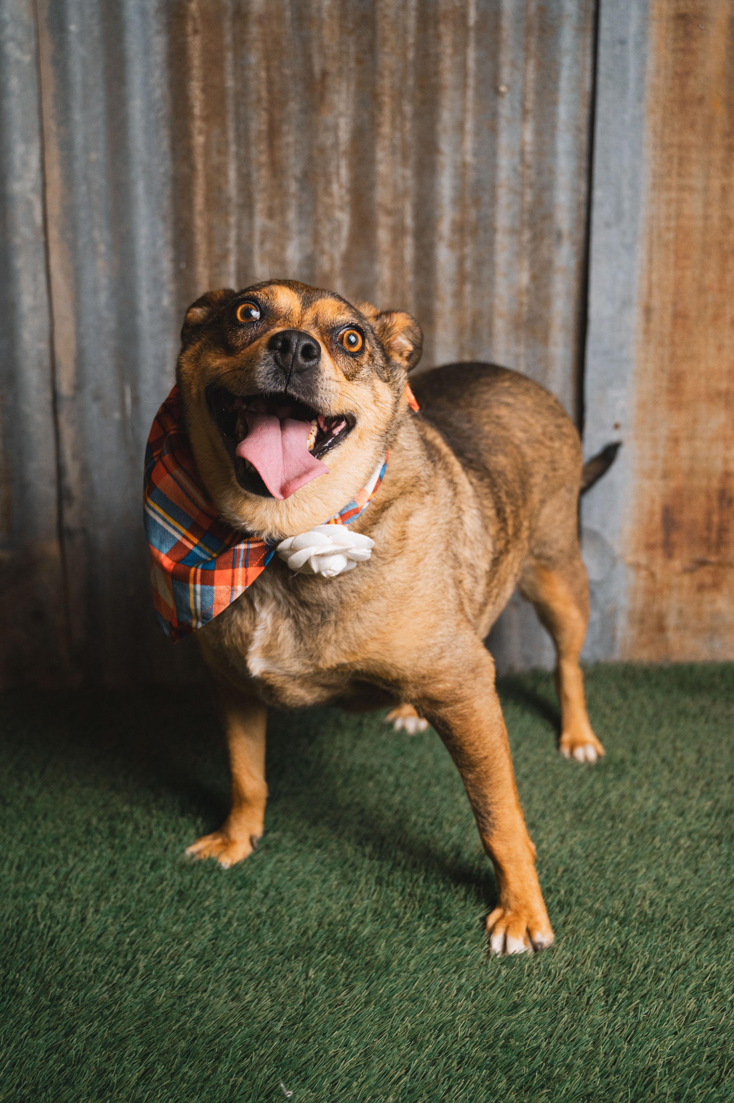 Opal, Adult Female Terrier