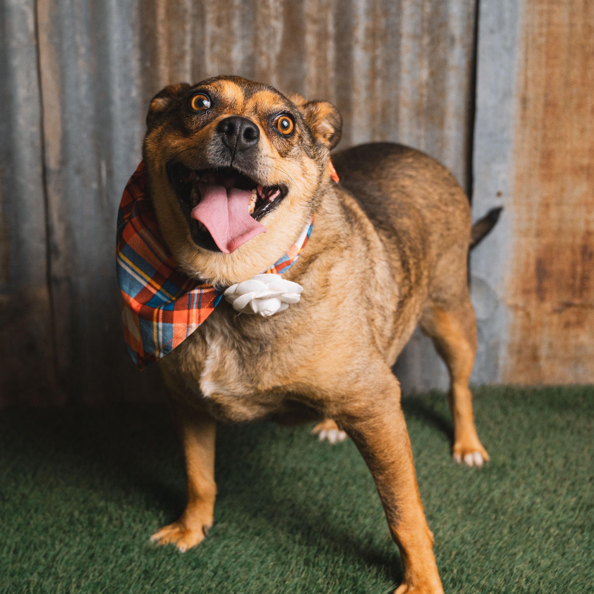 Opal, a Adoptable mixed breed in Lubbock, TX image 3/6